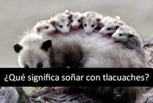 ¿Qué significa soñar con tlacuaches?