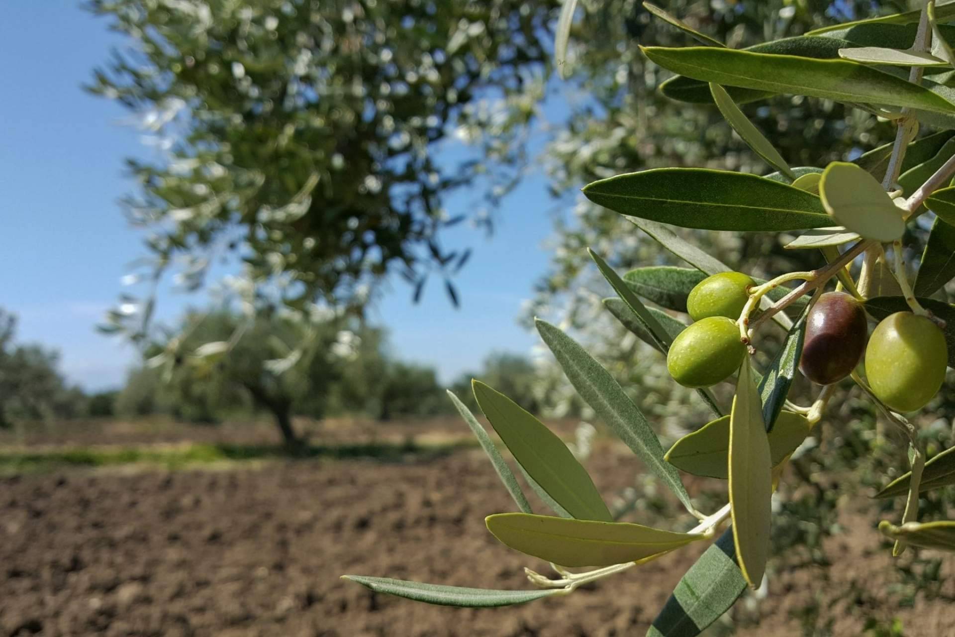 Cuidado del rostro y medioambiente: la apuesta de ILOS Natural Luxury Cosmetics