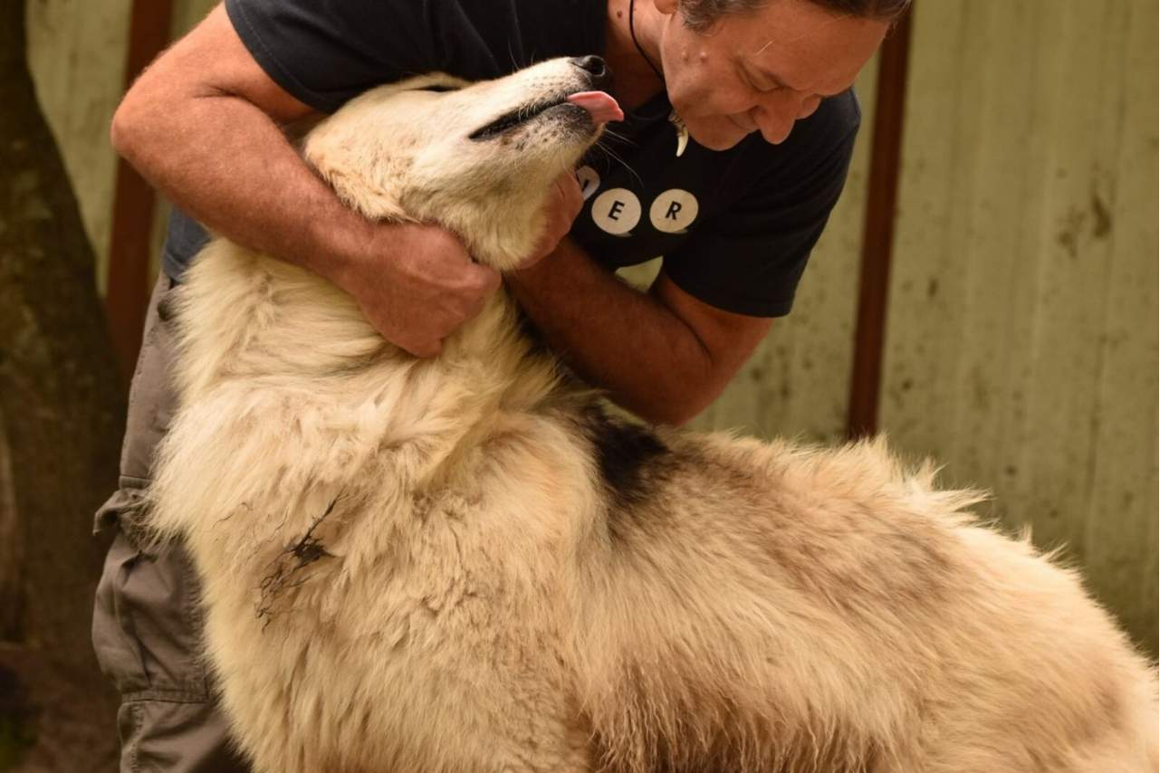 Wolves Legacy es valorado actualmente como uno de los piensos para perros más populares del mercado