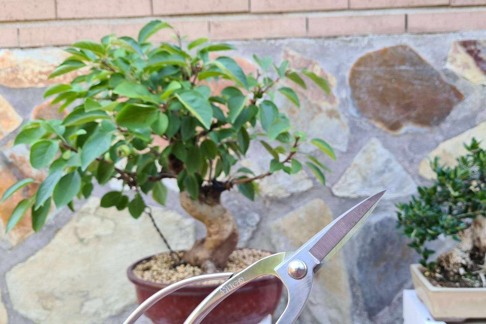 ¿Qué herramientas se necesitan para un bonsái? Hugo Bonsai