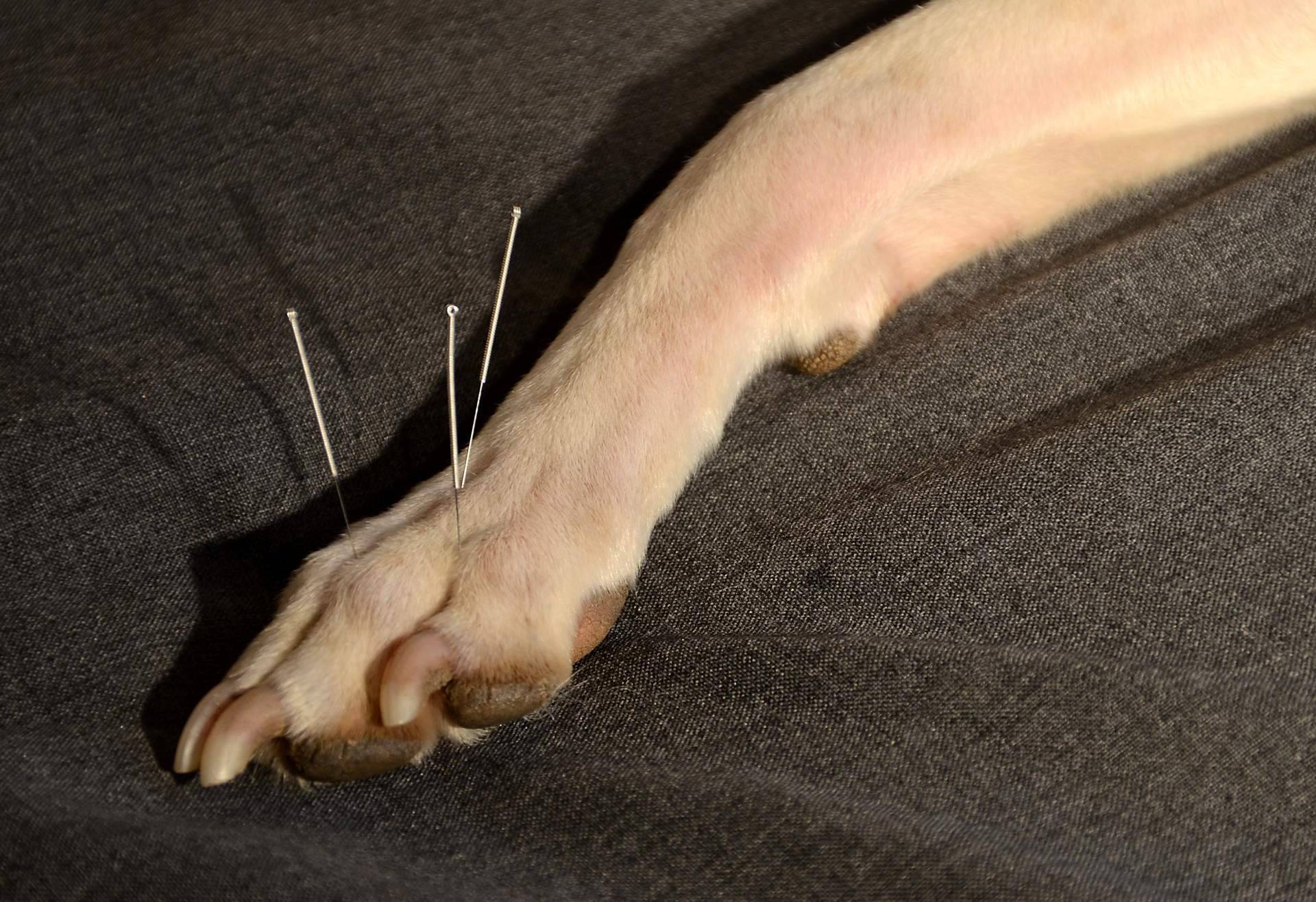Mejorar la salud de las mascotas con acupuntura veterinaria a domicilio es posible gracias a Kikai