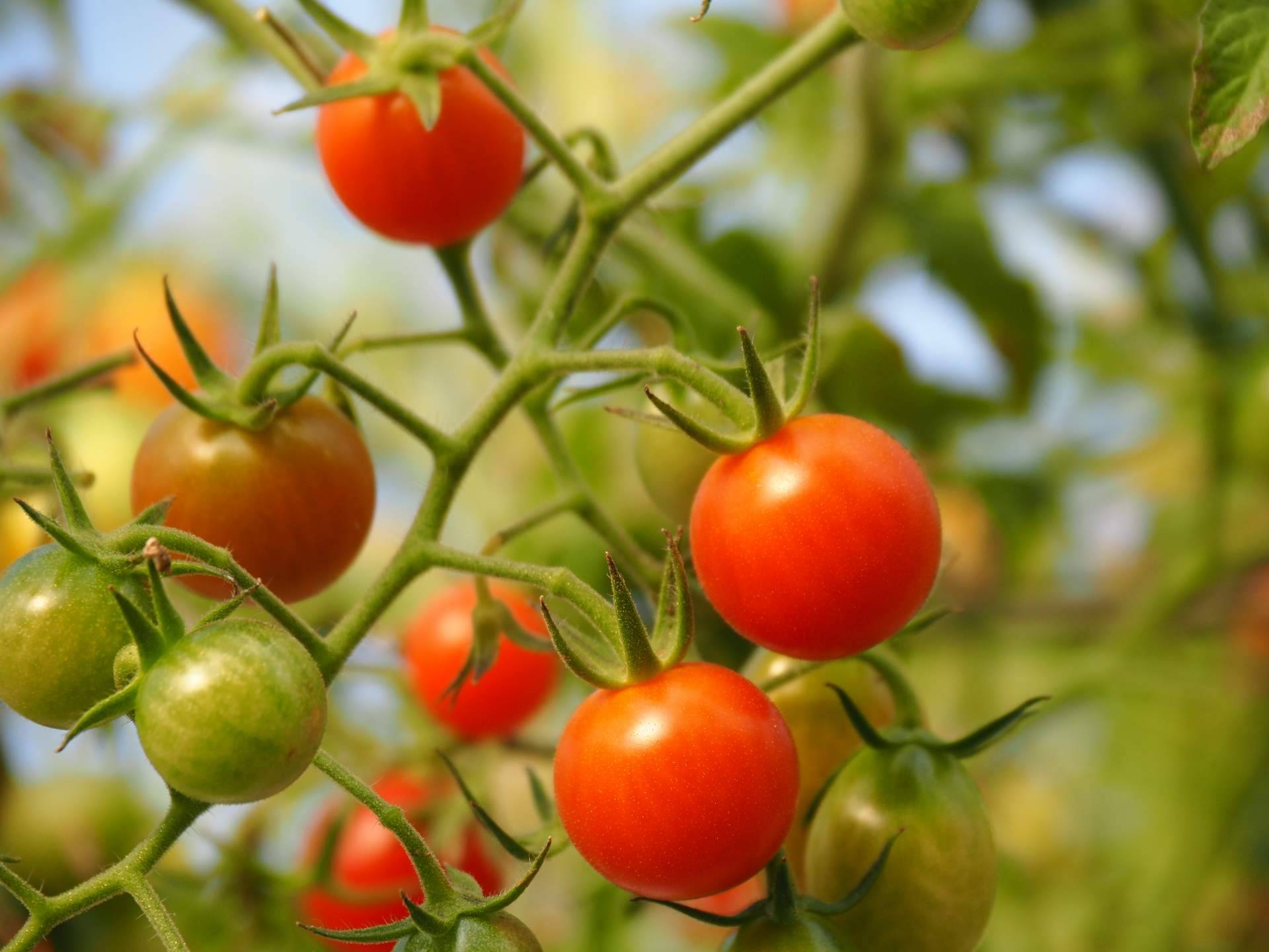EcoSarga: las propiedades del tomate ecológico