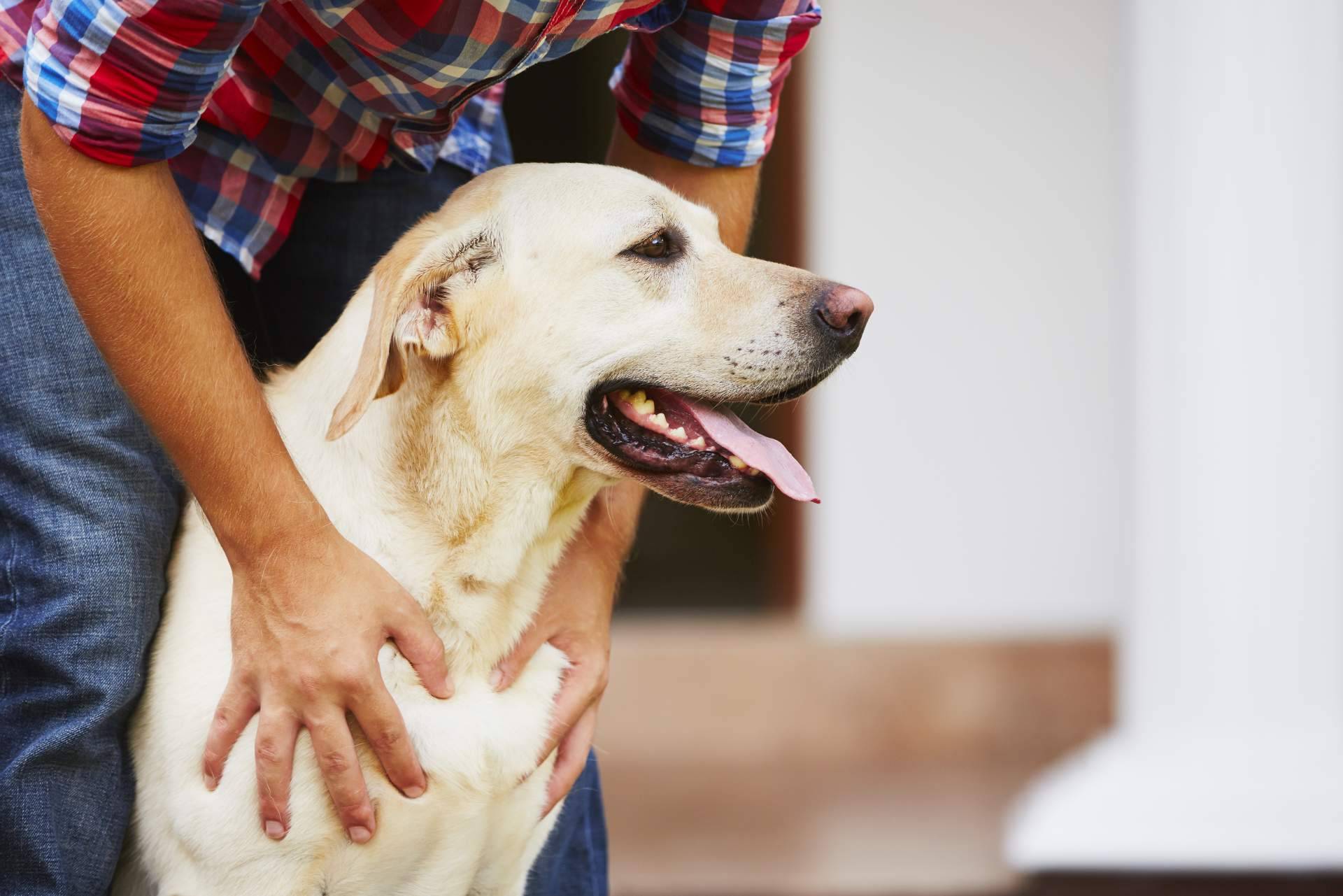 Wolves Legacy ofrece cursos certificados gratuitos de nutrición, psicología y adiestramiento caninos