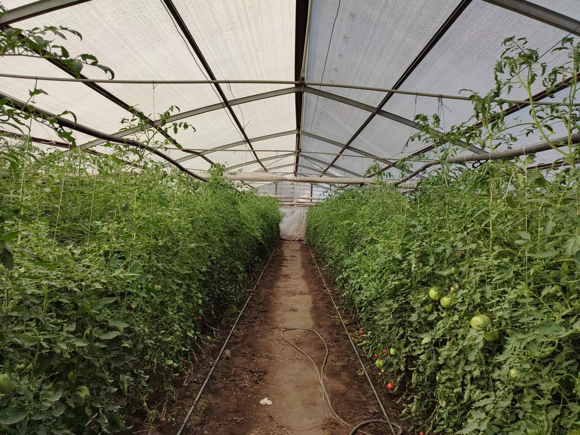 Malla termodifusora con partículas de aluminio: mejorar la calidad de los cultivos gracias a los servicios de la empresa AGRALIA