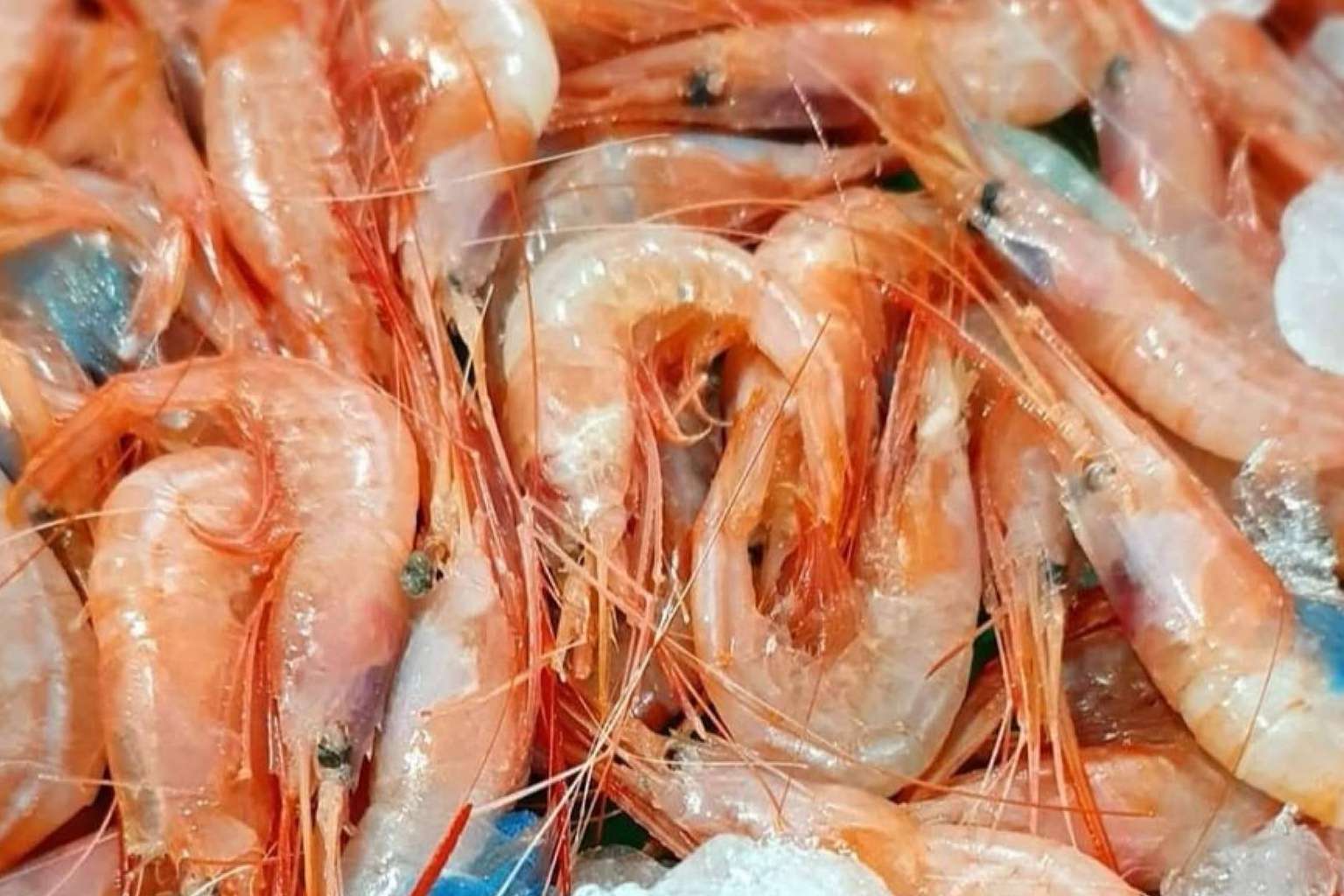 Comprarpescadoonline.es: el símbolo del pescado y marisco fresco de calidad