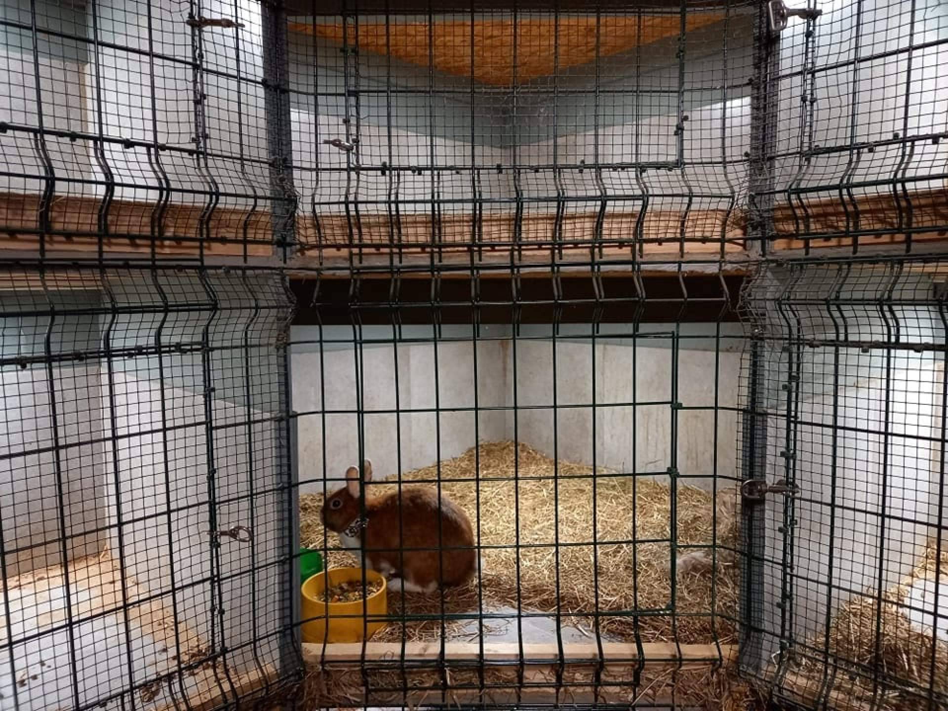 El hotel de mascotas en Irún, Amaita Mascotas