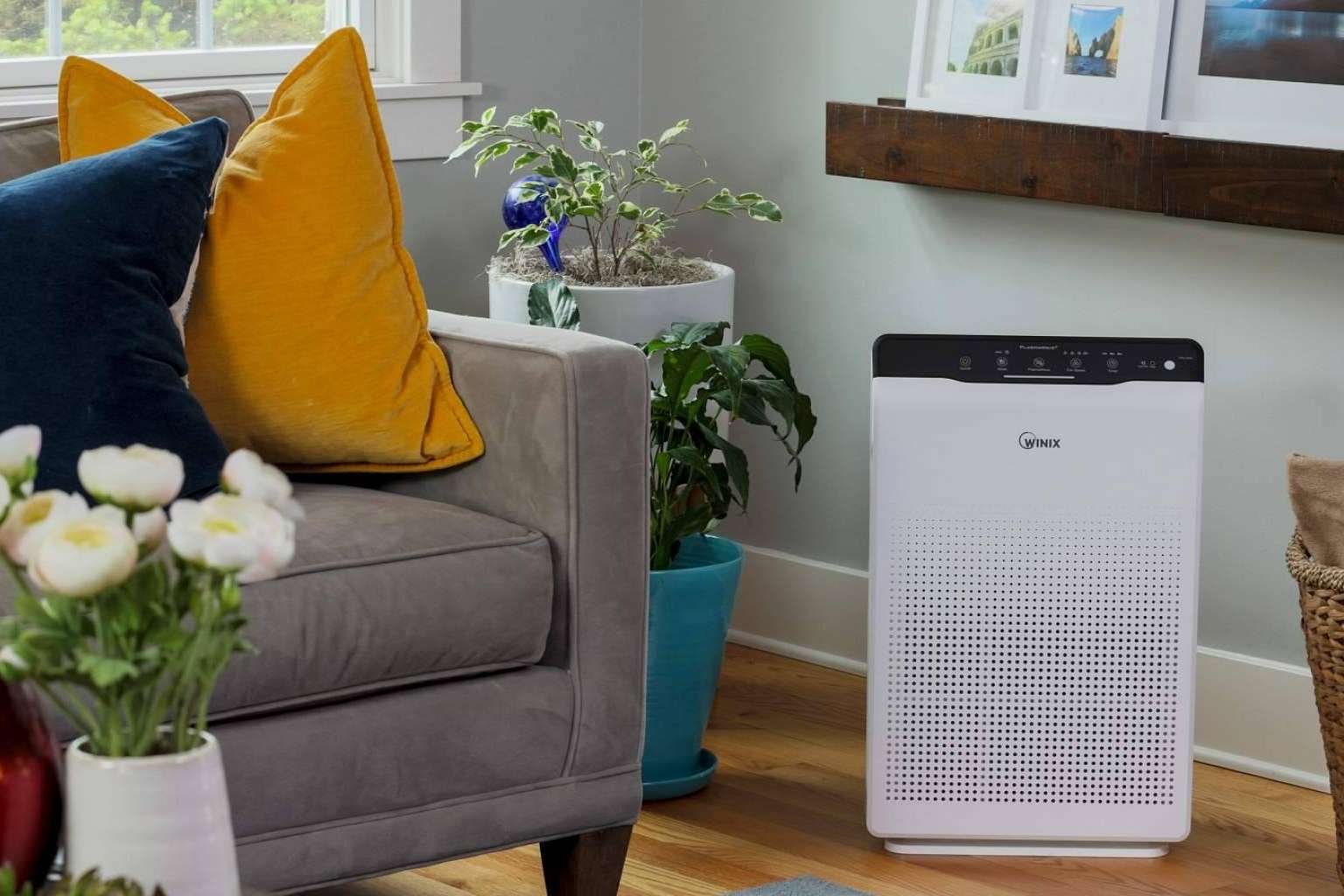 ¿Dónde encontrar los purificadores WINIX?: Protect Soiart Distribución