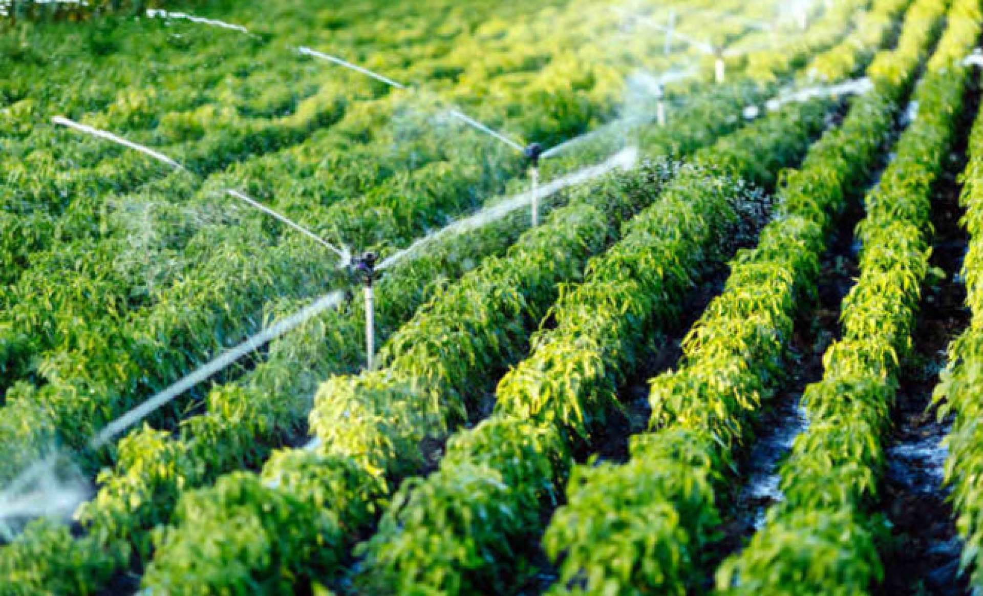 MORERA: proyecto pionero en monitorización de riego y rendimiento agrícola para beneficiar la industria agrícola española