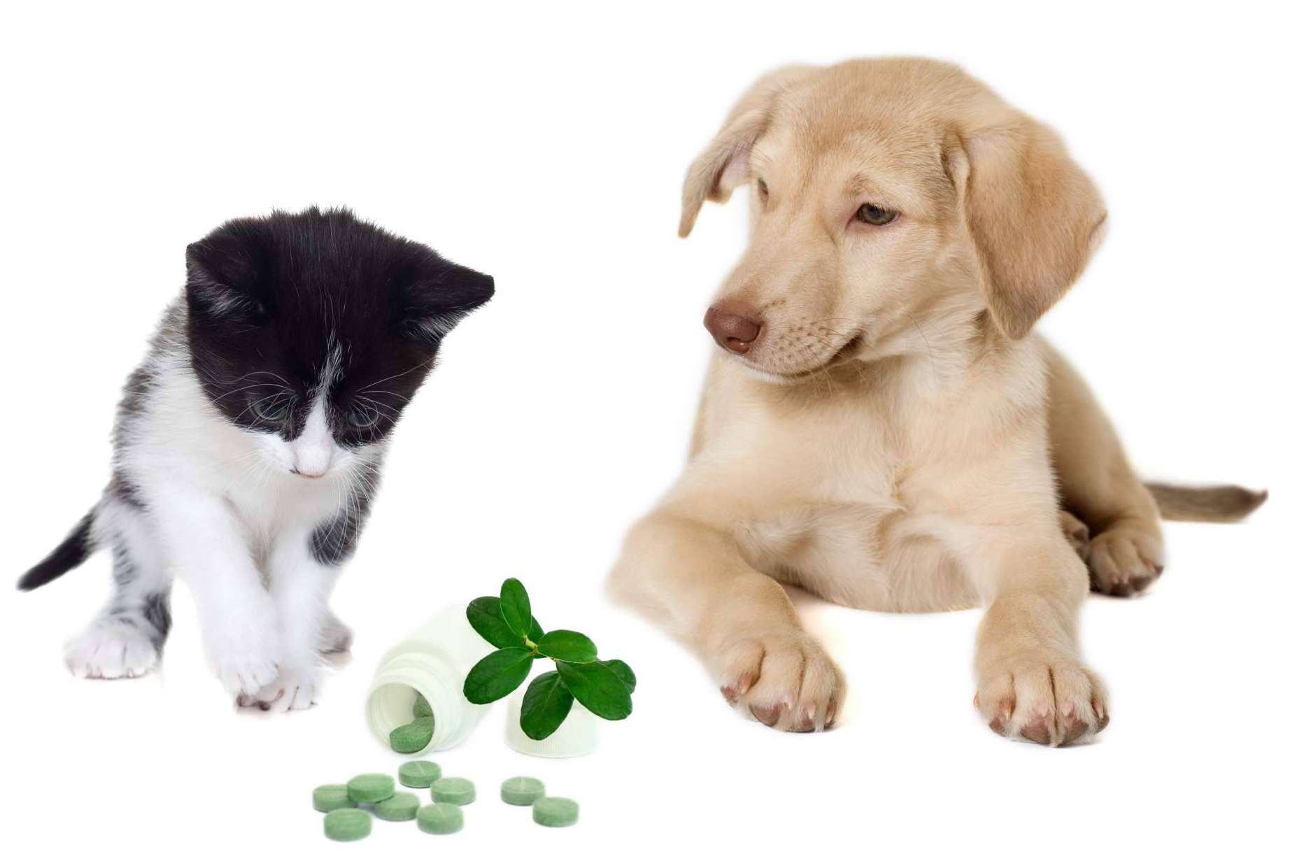 Mediterranean Superfoods: suplementos para mascotas