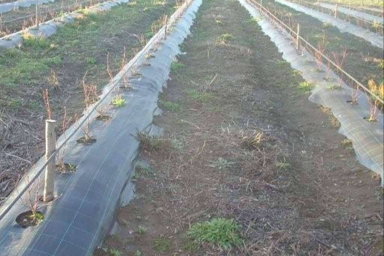 Agralia: el tejido cubresuelos Agrisoil