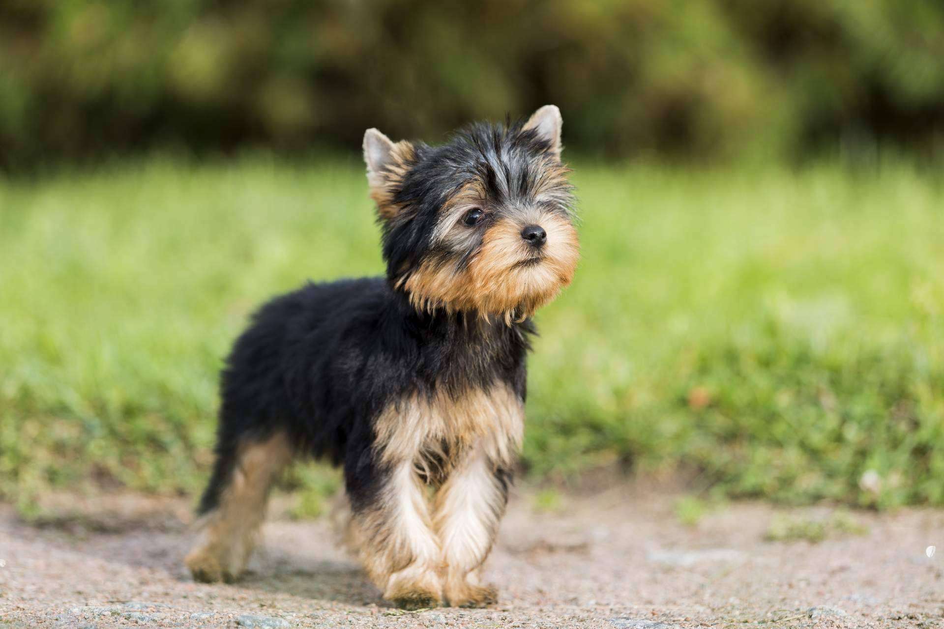 El punto de venta de cachorros y accesorios para mascotas, 101 Cachorros