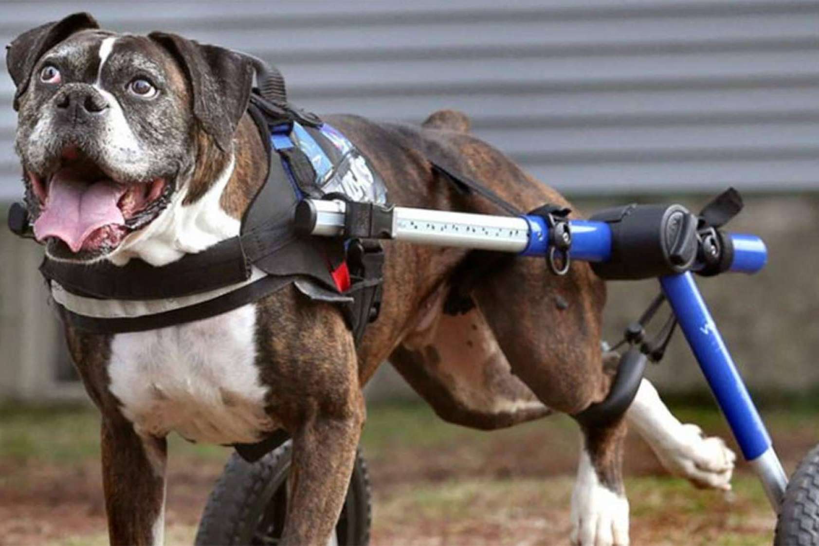 Los motivos por los que no se debería incluir condroprotectores en los piensos para perros según Wolves Legacy Dog Food