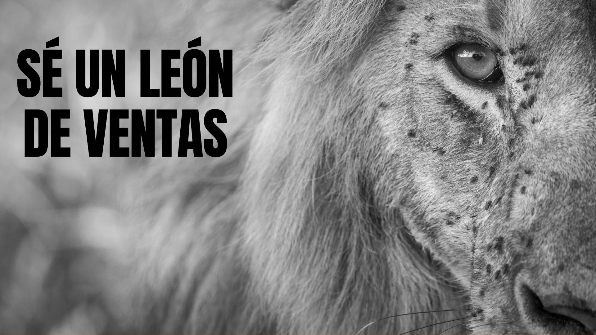 Sé un León de Ventas, de Javier Ramos