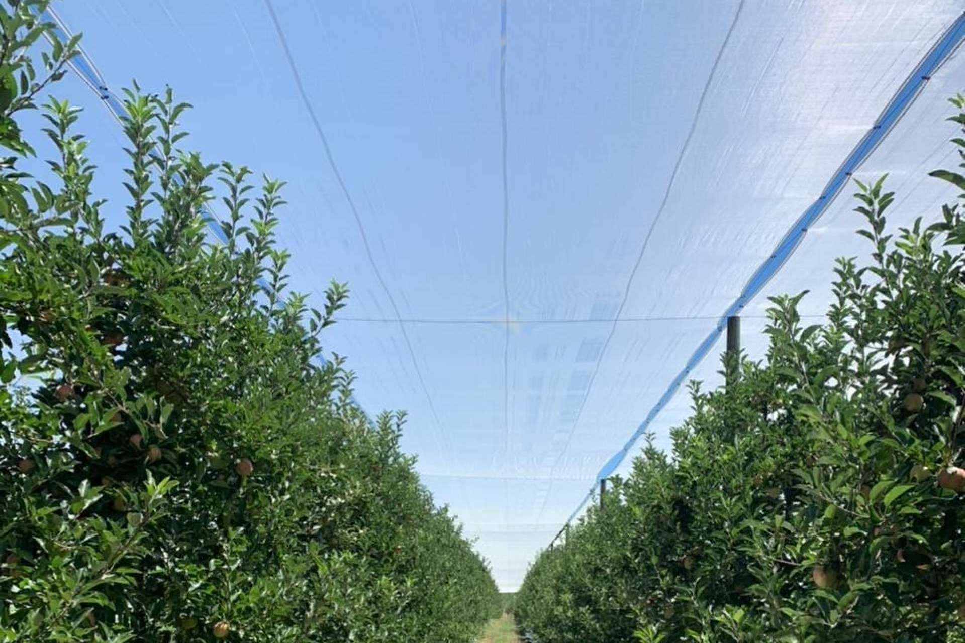AGRICOLOR, la última tecnología de AGRALIA para proteger los cultivos de los golpes de sol