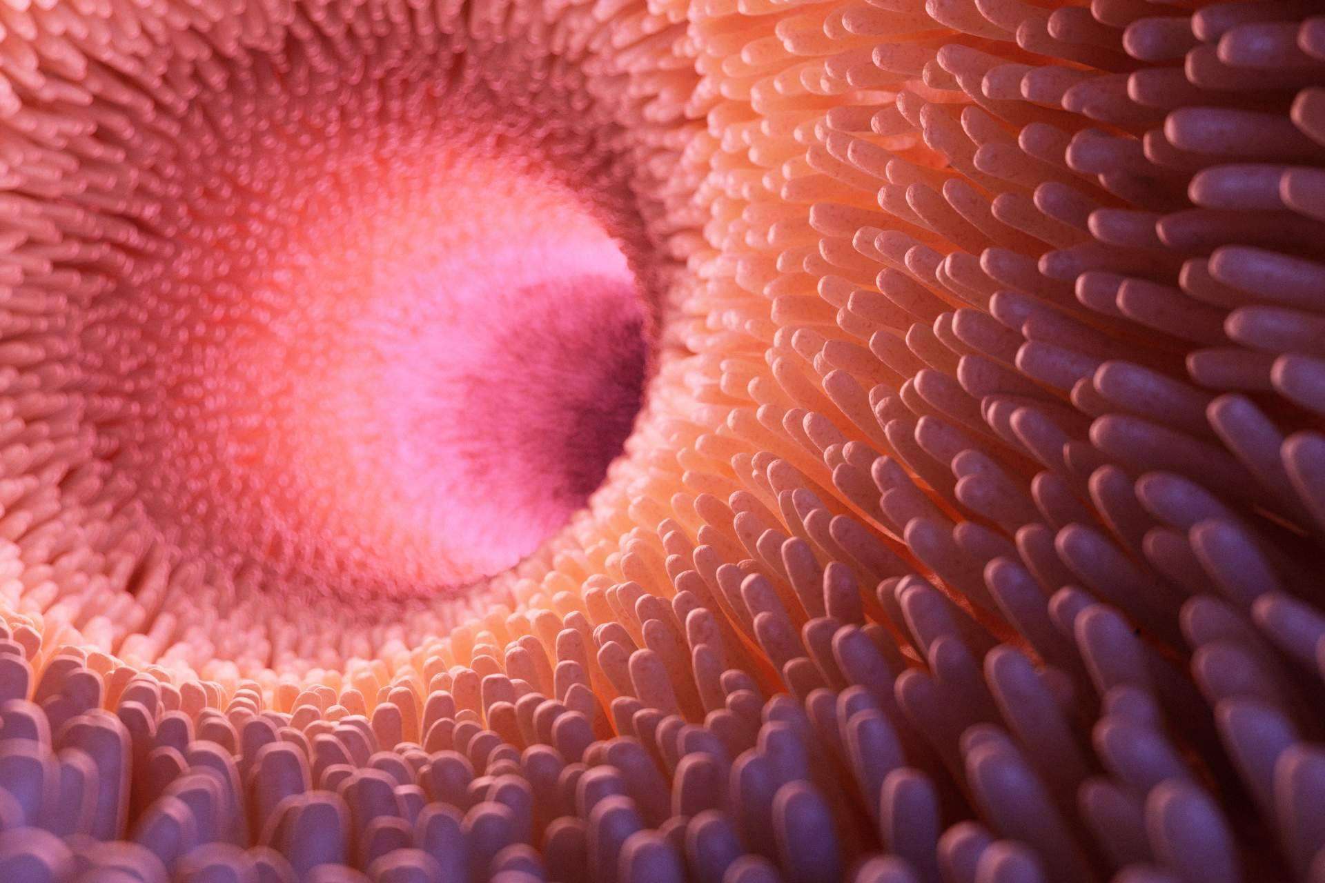 ¿La disbiosis intestinal tiene tratamiento?