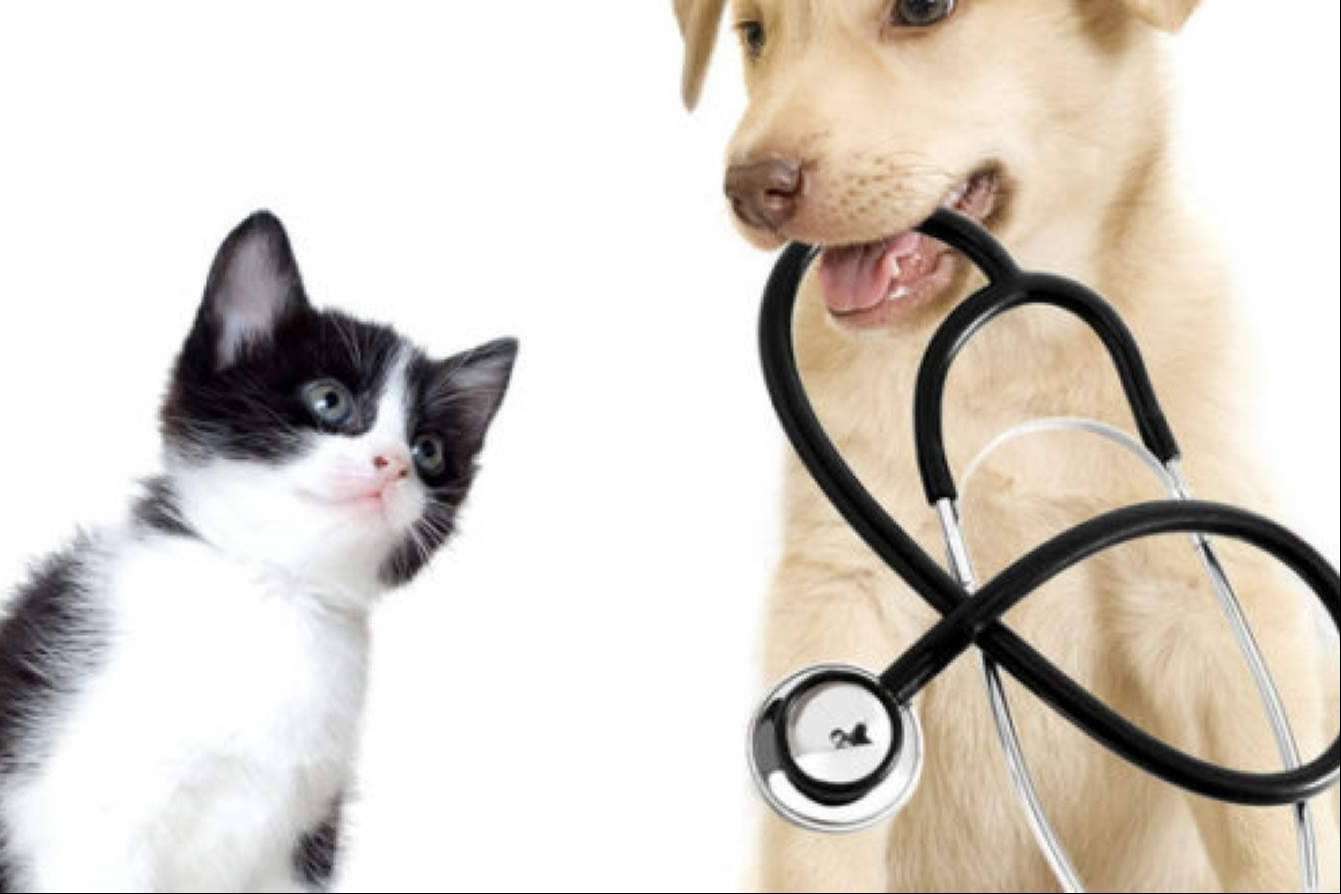 Adeslas Mascotas protege la salud de las mascotas y de sus dueños con su seguro para perros y gatos