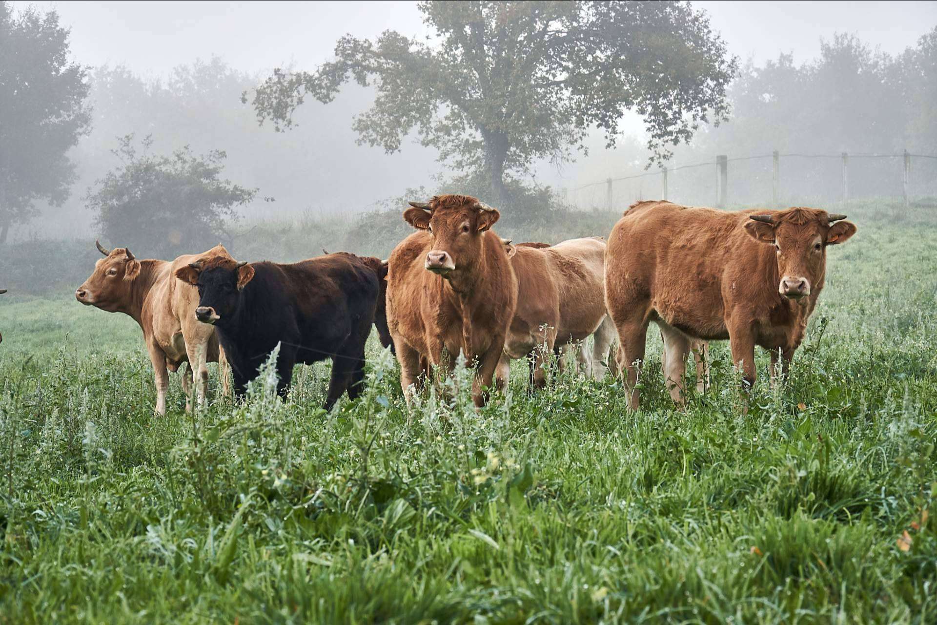 Apostar por la sostenibilidad y el bienestar animal, con Terra & Pastos