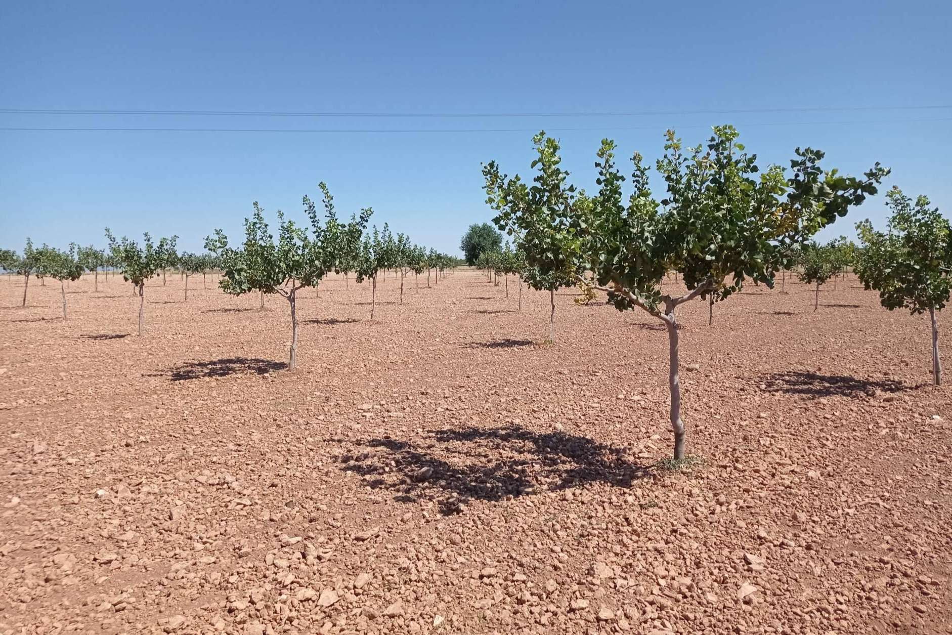 Plantaciones de pistacho para combatir el despoblamiento rural revalorizando los terrenos rústicos, por Gextec