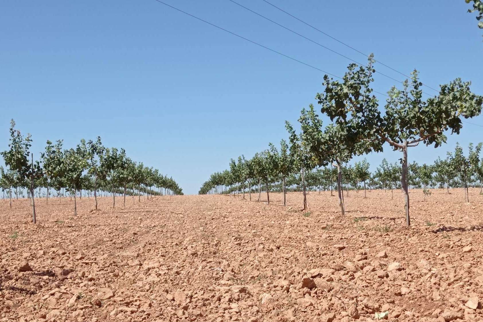 Gextec asesora acerca las plantaciones de pistacho