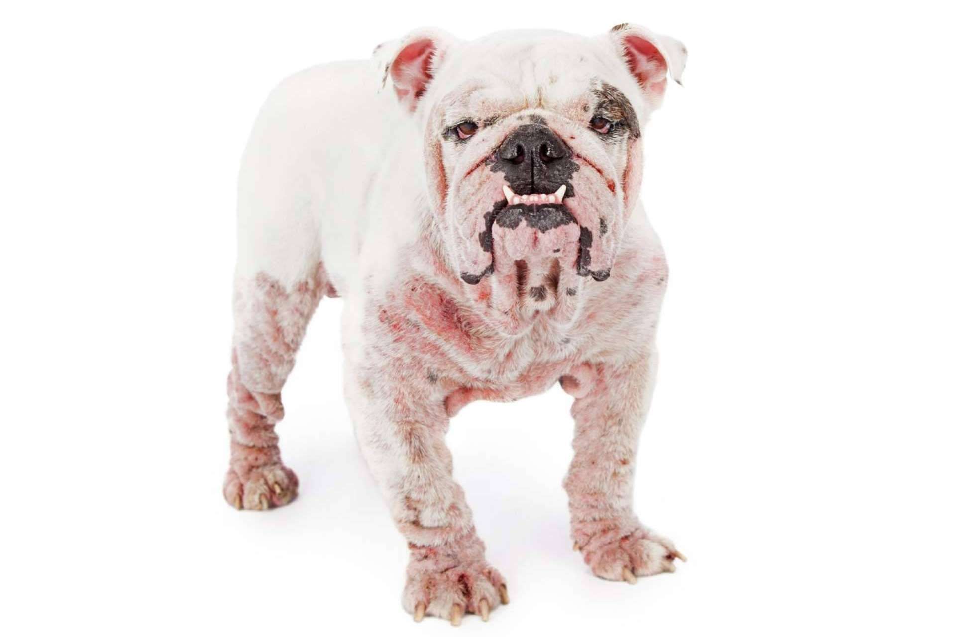 Lo que hay que saber para perros con intolerancia, perros con dermatitis y perros alérgicos.
