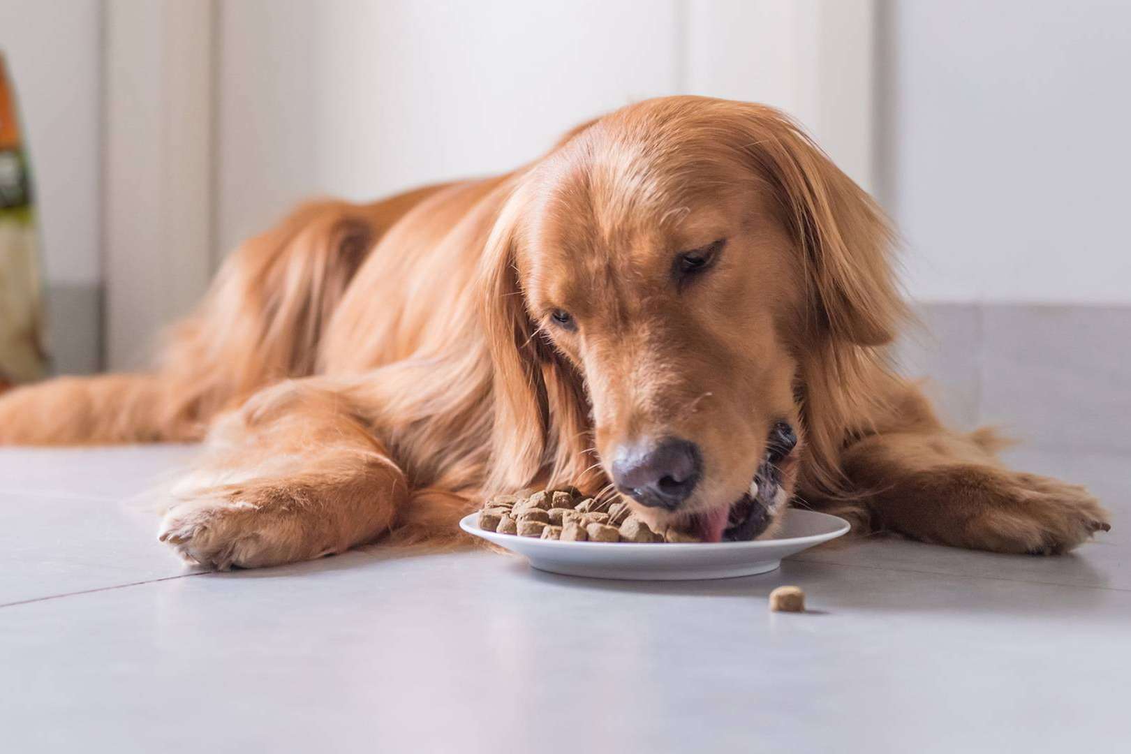 La dieta BARF, ¿una comida natural para perros?
