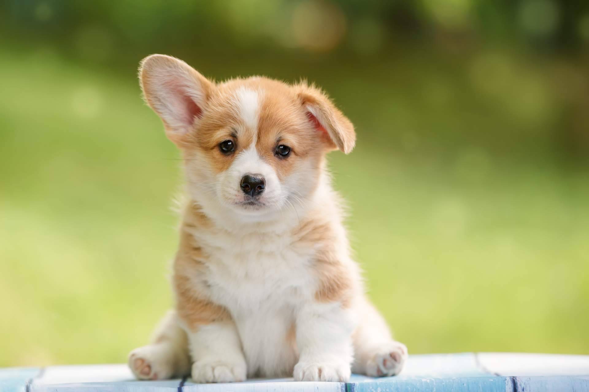 101 Cachorros ofrece todas las garantías como criadero especializado
