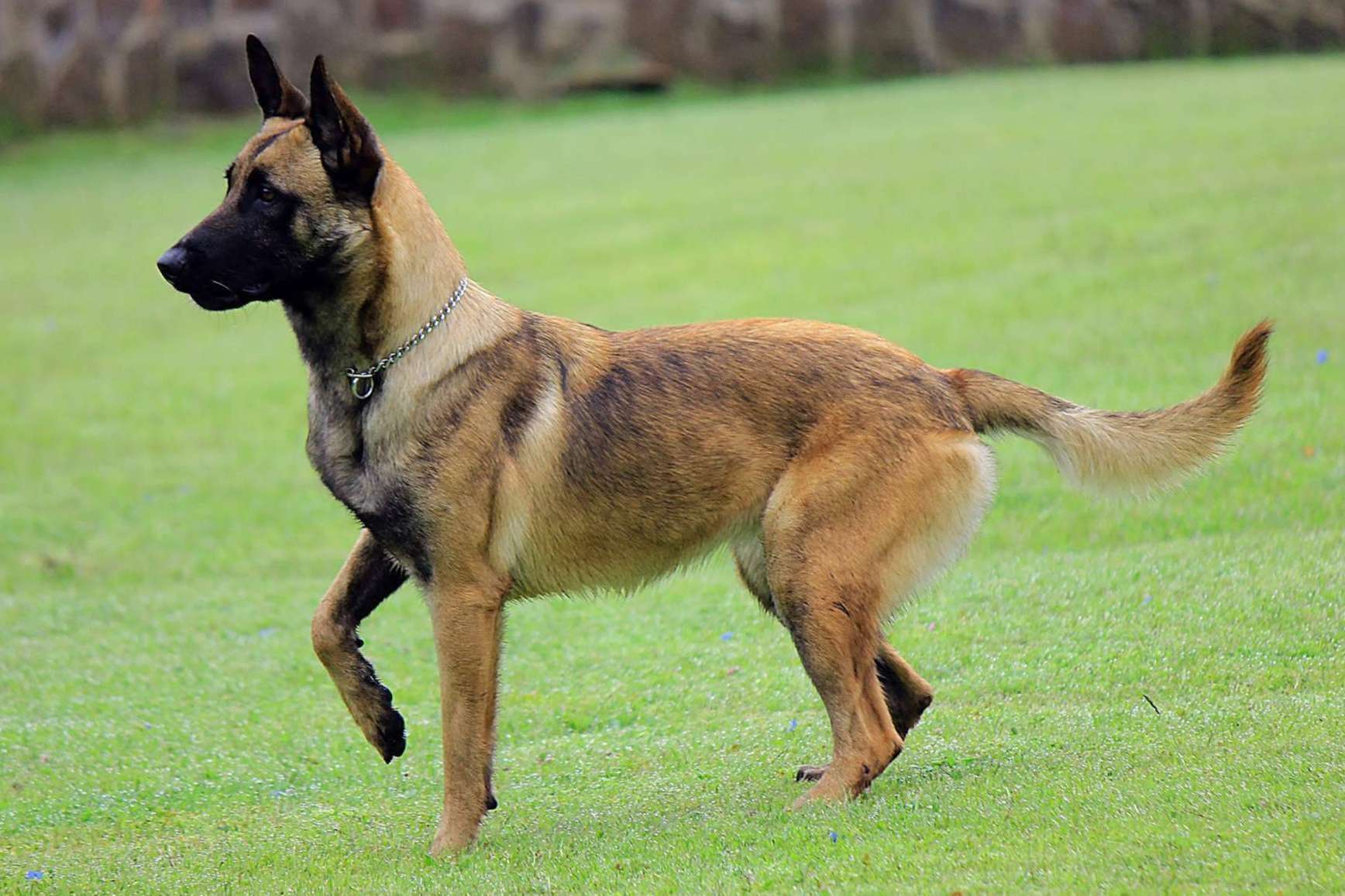 Un producto especial para las articulaciones de perros, Mooiza flex