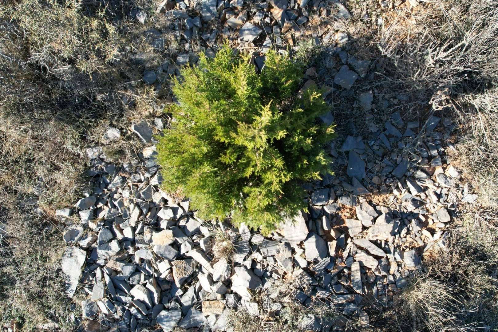 Compensar la huella de carbono en España, ¿por qué es importante?