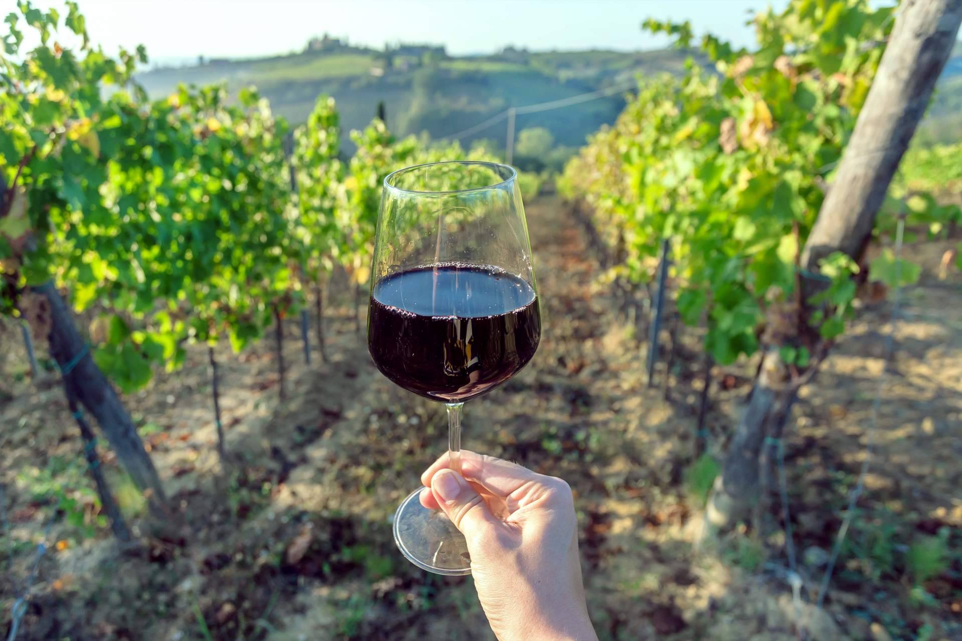 Vinos ecológicos de Your Wine at Home, calidad que cuida el ambiente