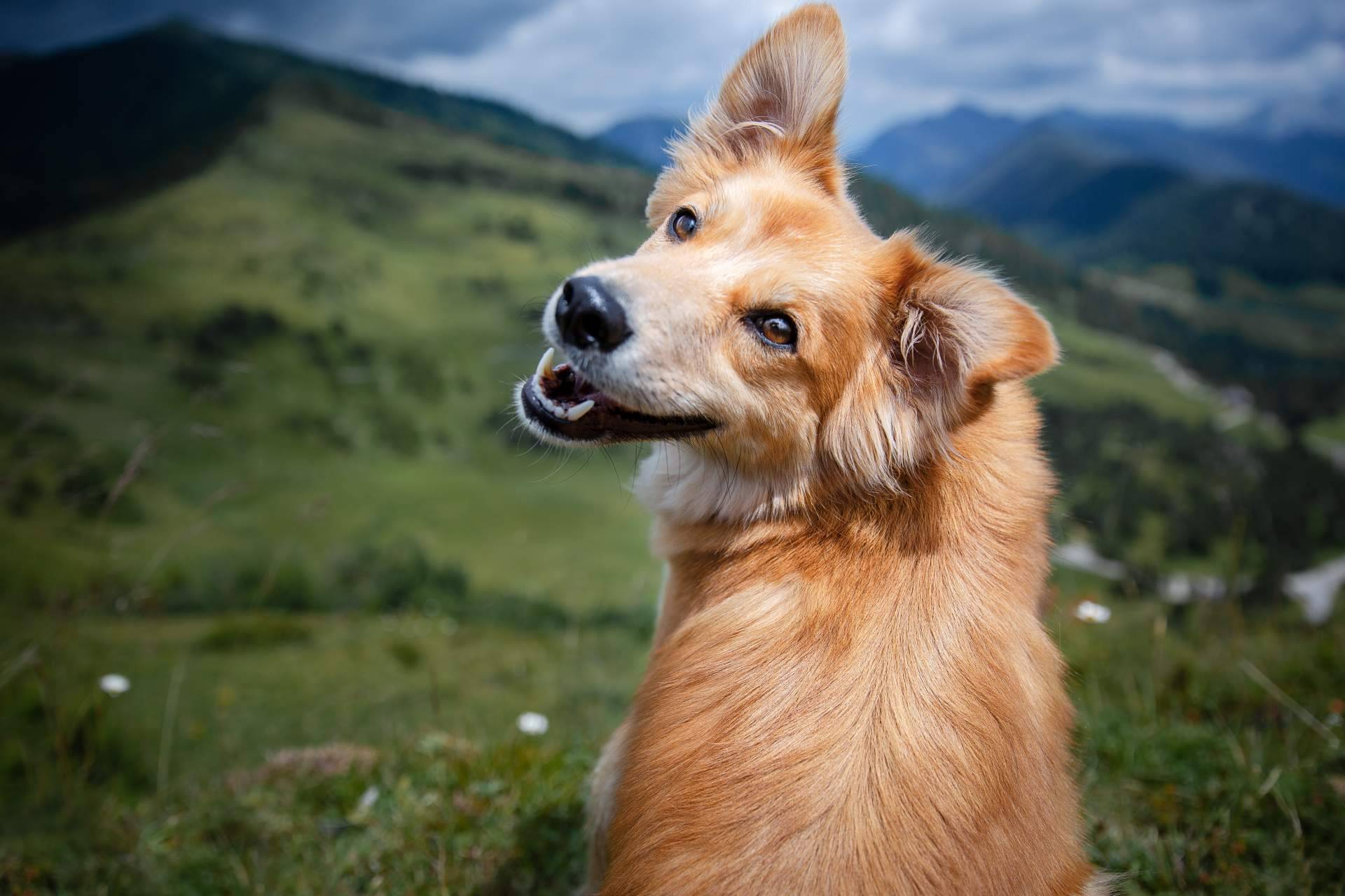 ¿Qué aspectos es importante considerar antes de esterilizar a un perro?
