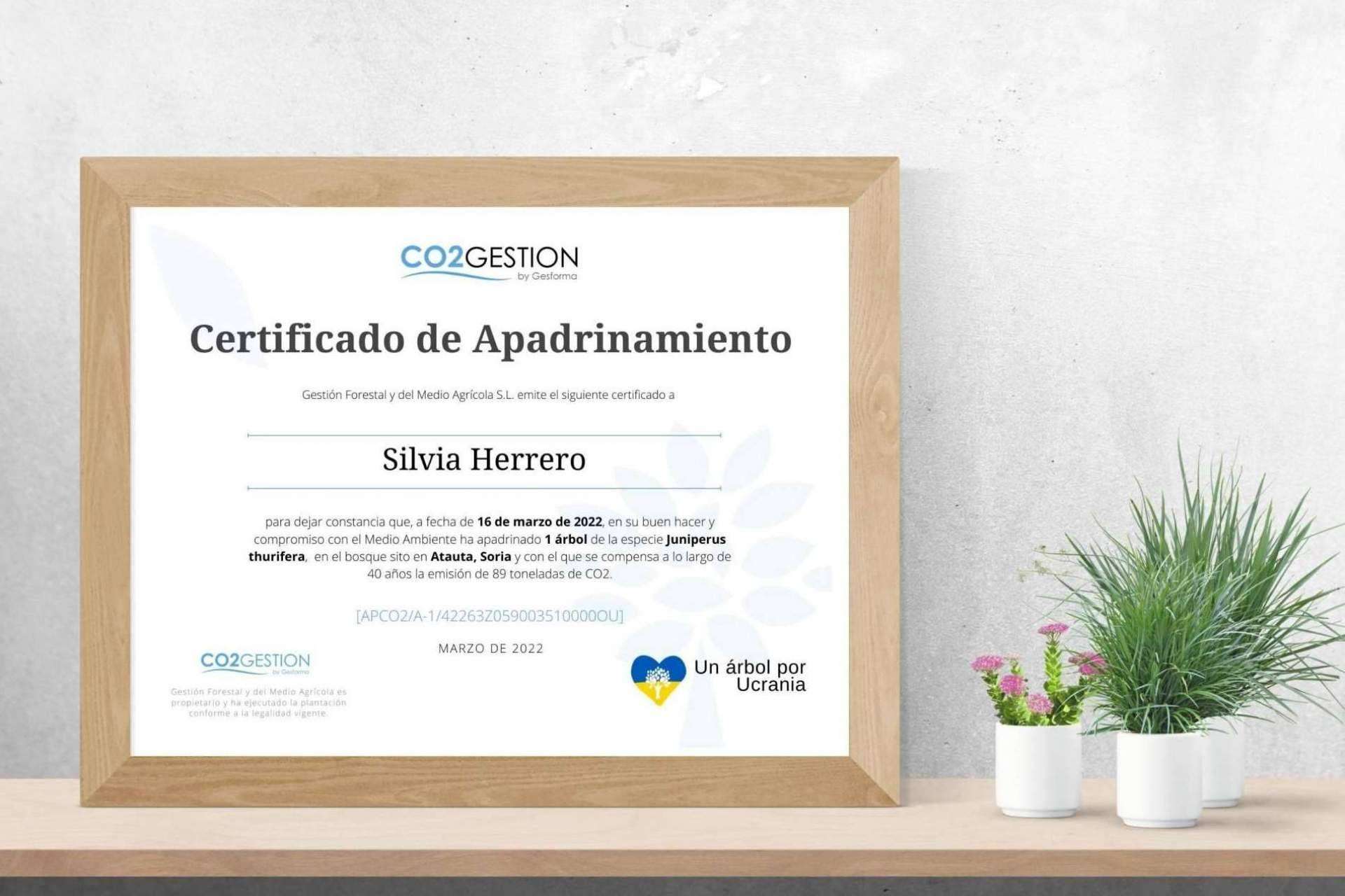 Una idea original y sostenible para las ocasiones especiales, regalar un árbol para preservar el medioambiente