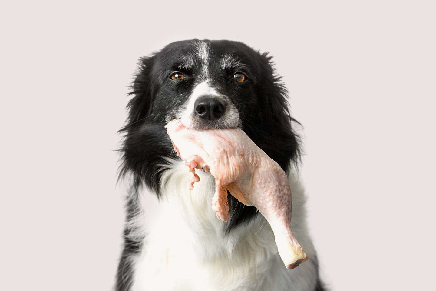 Los beneficios que ofrece la dieta BARF a los perros