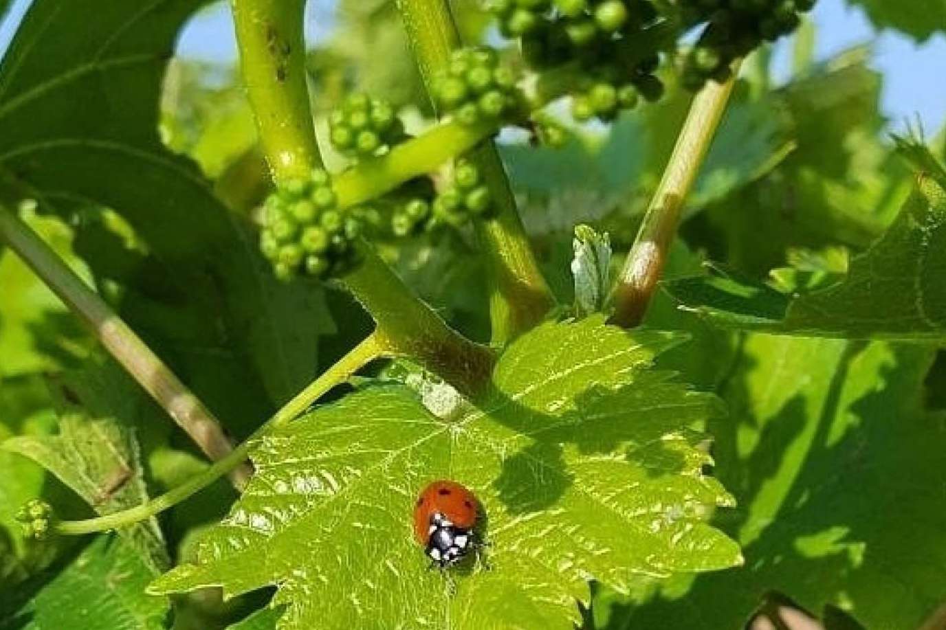 Vino de calidad de la Comunidad Valenciana, a través de la web de Casa del Vino Jávea