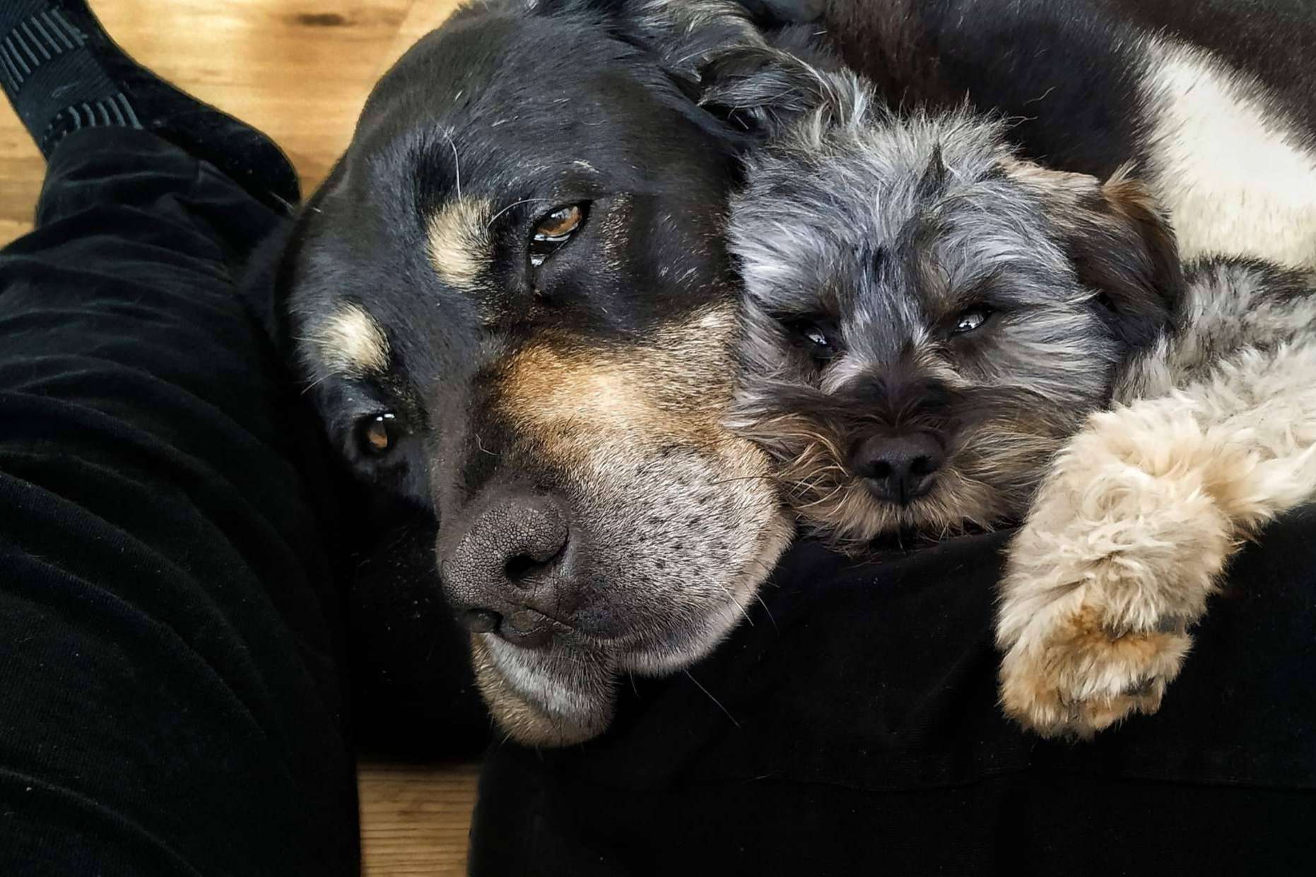 La Asociación Española de Perros de Apoyo recomienda la terapia asistida con perros