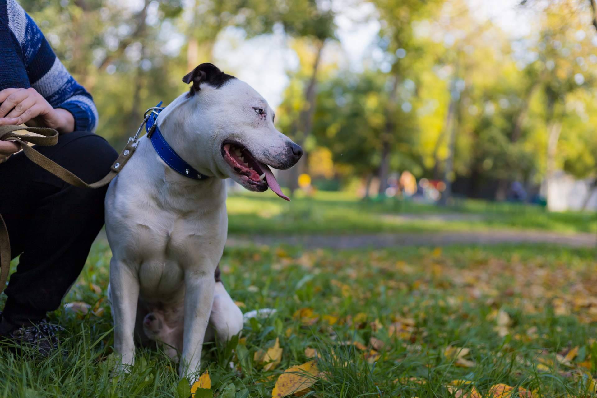 Conocer la verdad sobre los perros potencialmente peligrosos