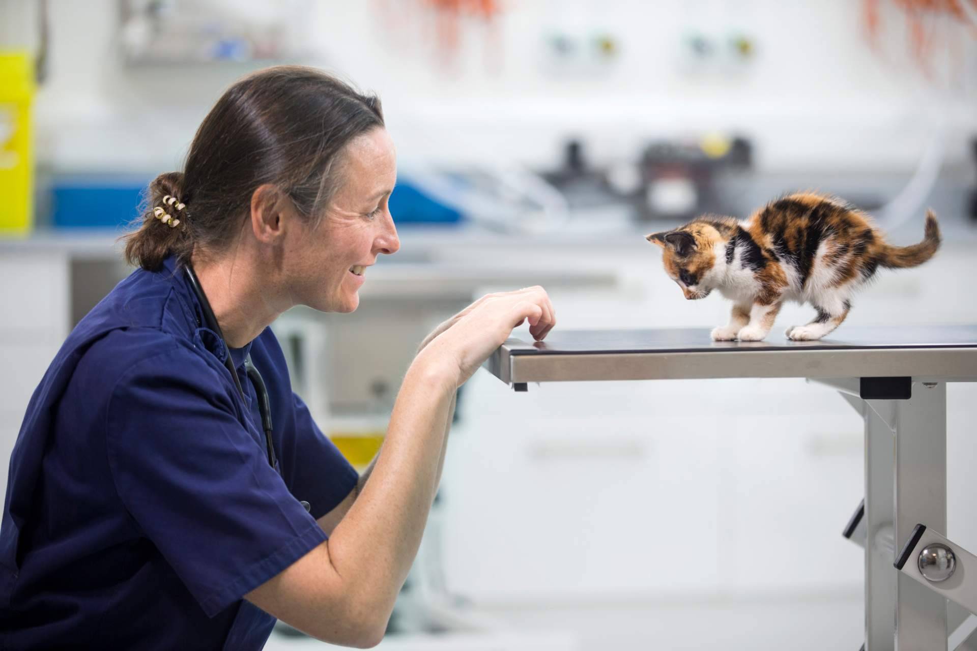 ¿Por qué es importante contratar un seguro veterinario?