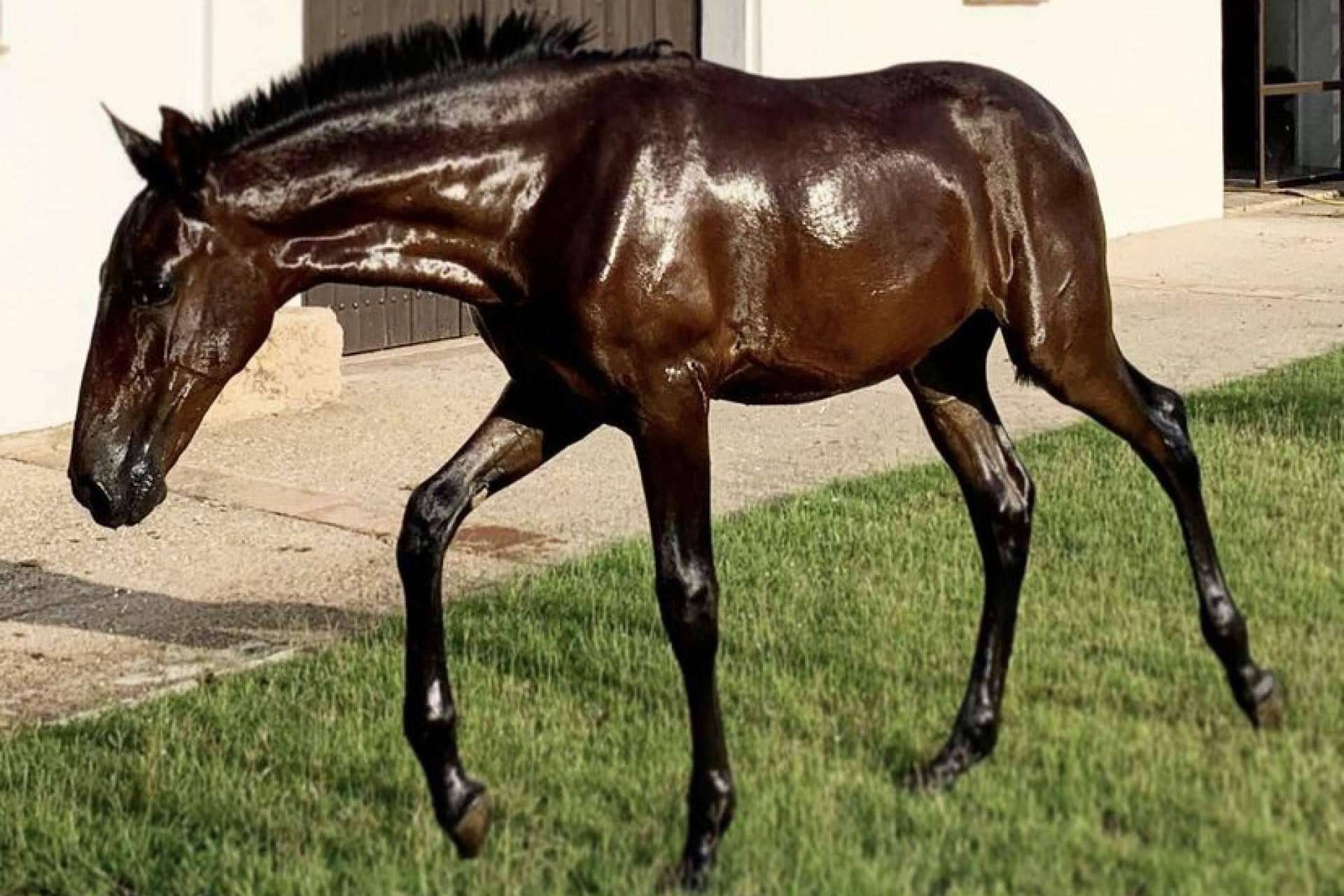 Los caballos PRE en venta unos animales elegantes y resistentes de Yeguada La Pajarita