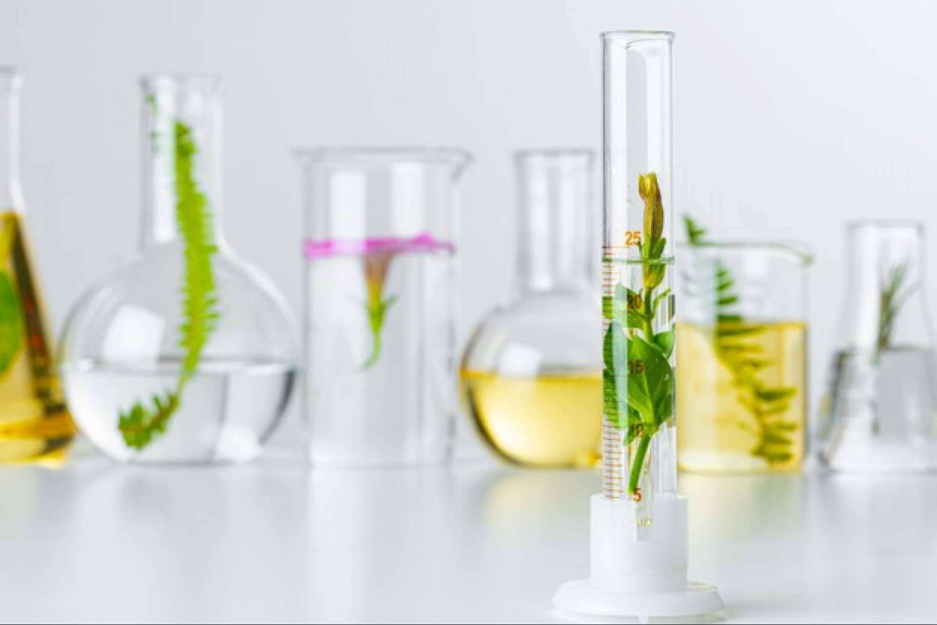 Soria Natural México y sus medicamentos herbolarios