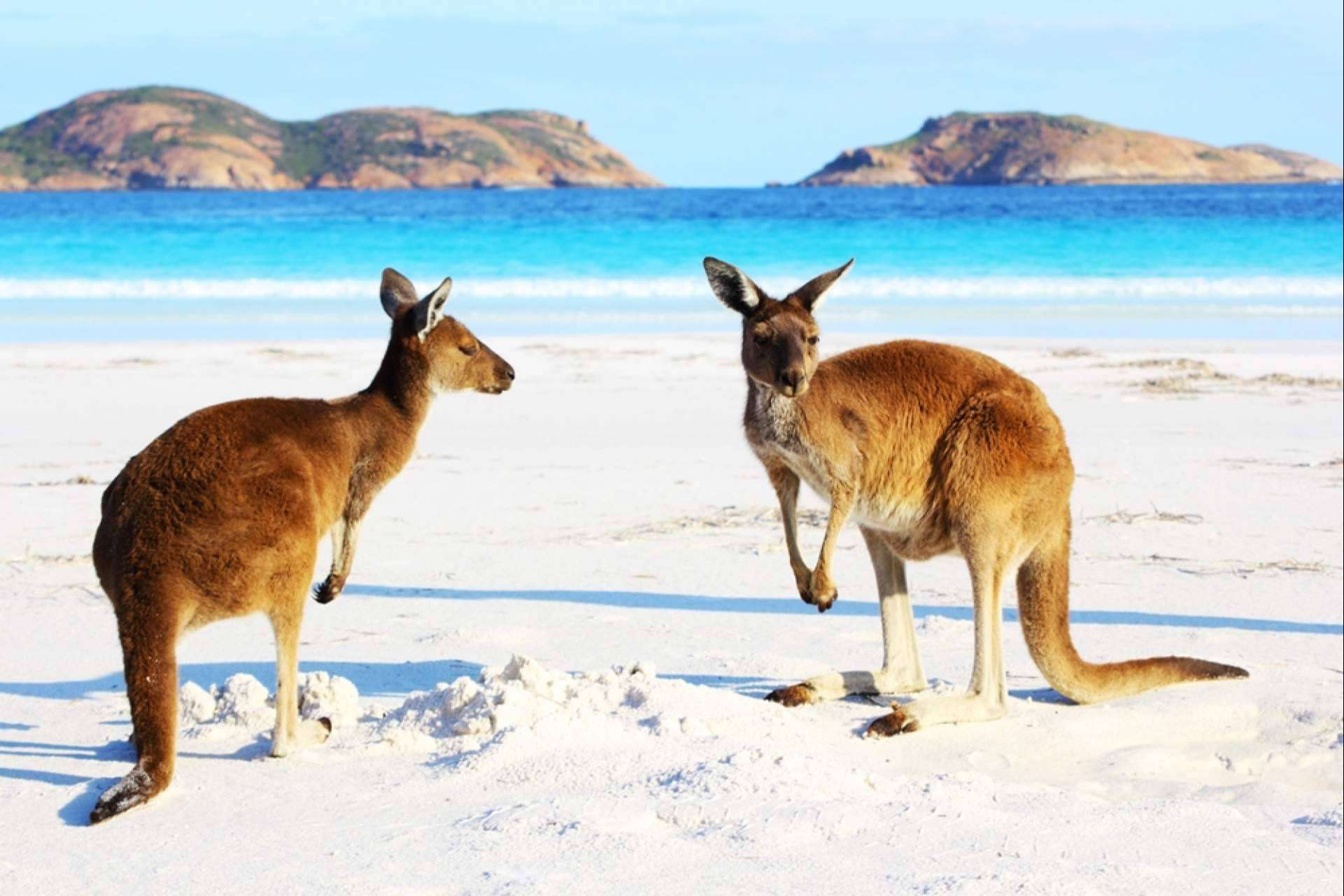 Australia Study España ofrece asesoramiento para becas, másteres y grados en Australia