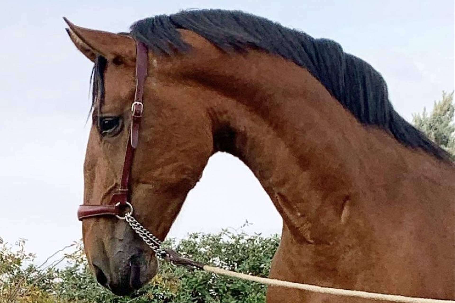 Yeguada La Pajarita pone a la venta caballos sementales de pura raza española