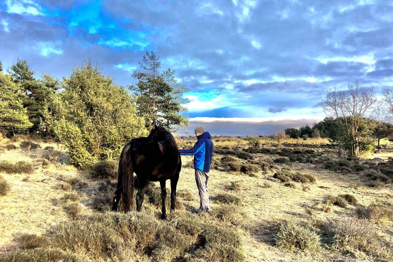 ¿Qué es la PNL asistida con caballos en libertad?, por Aura