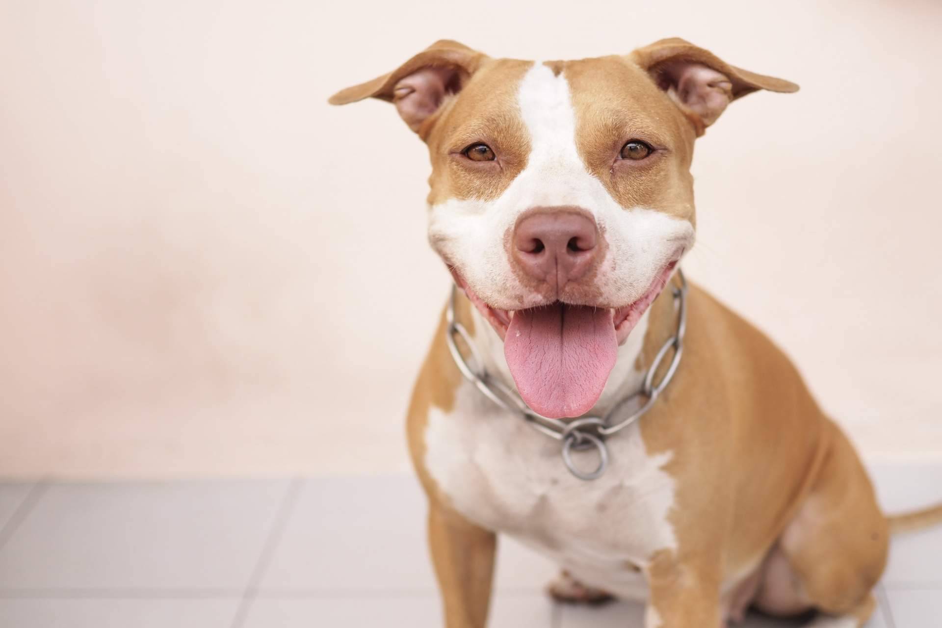Para tener perros potencialmente peligrosos, la evaluación psicofísica es obligatoria