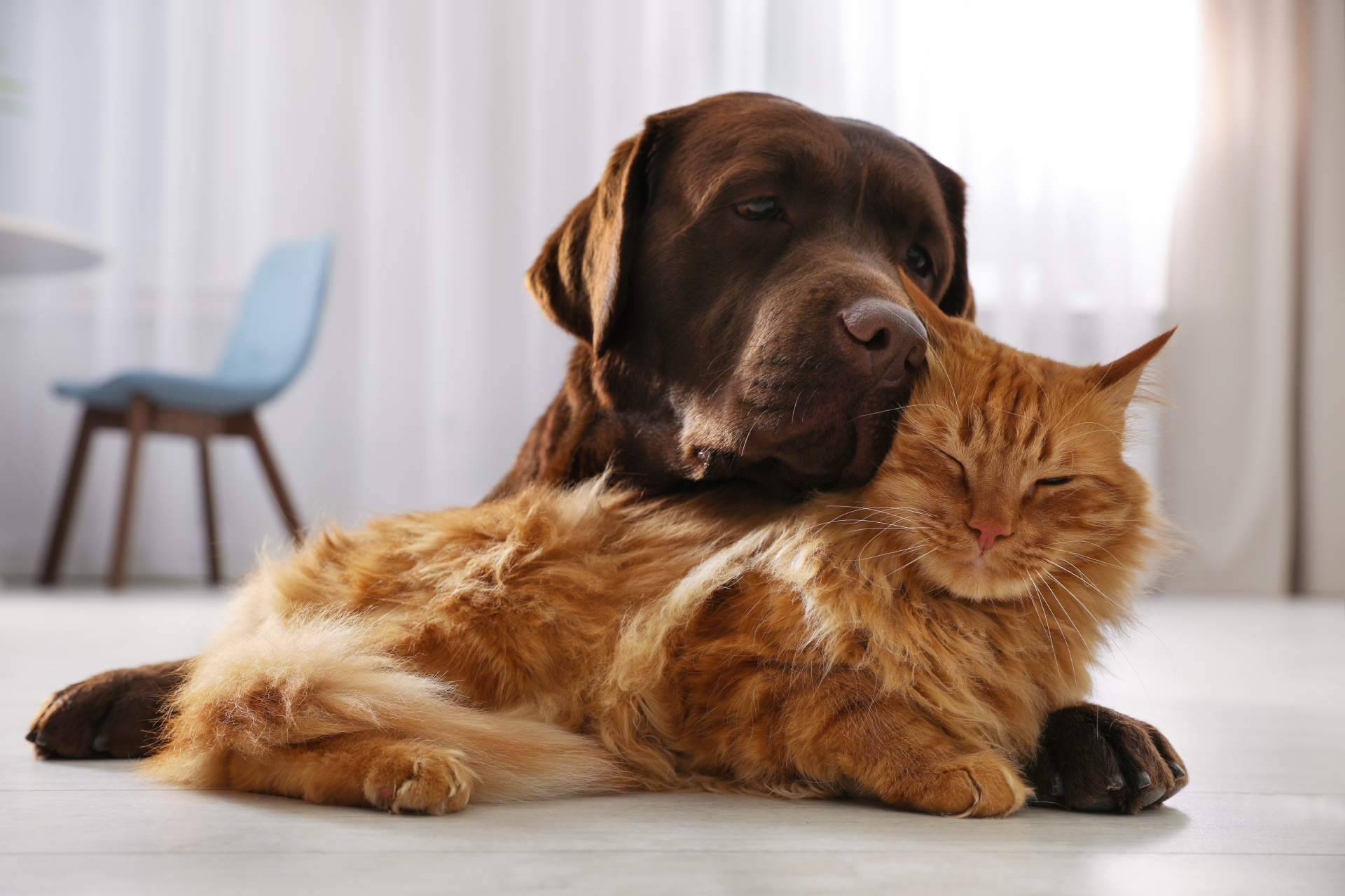 ¿Por qué es imprescindible profesionalizarse en el sector animales de compañía?, por Antrozoologia.com