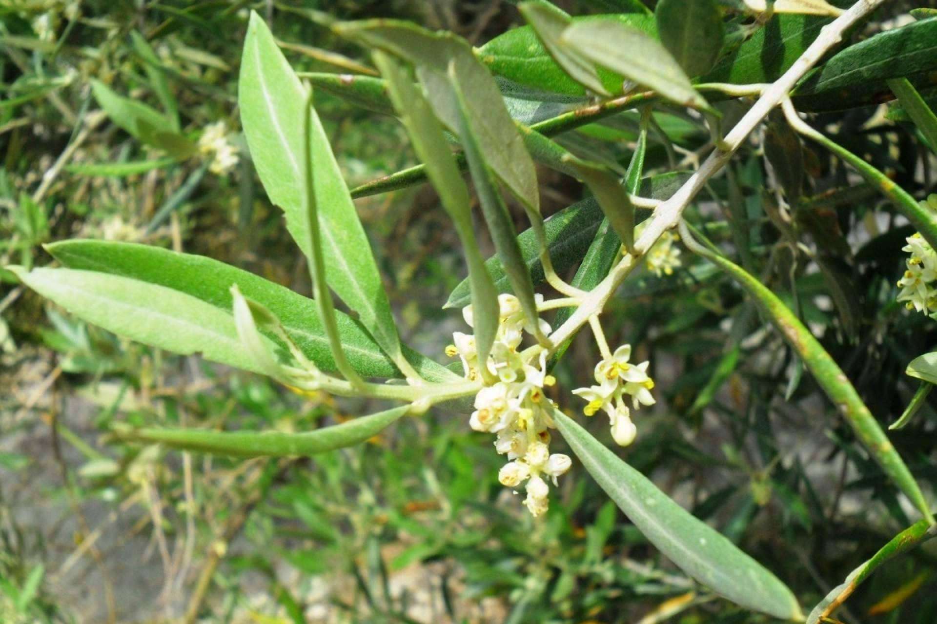 La floración del olivo