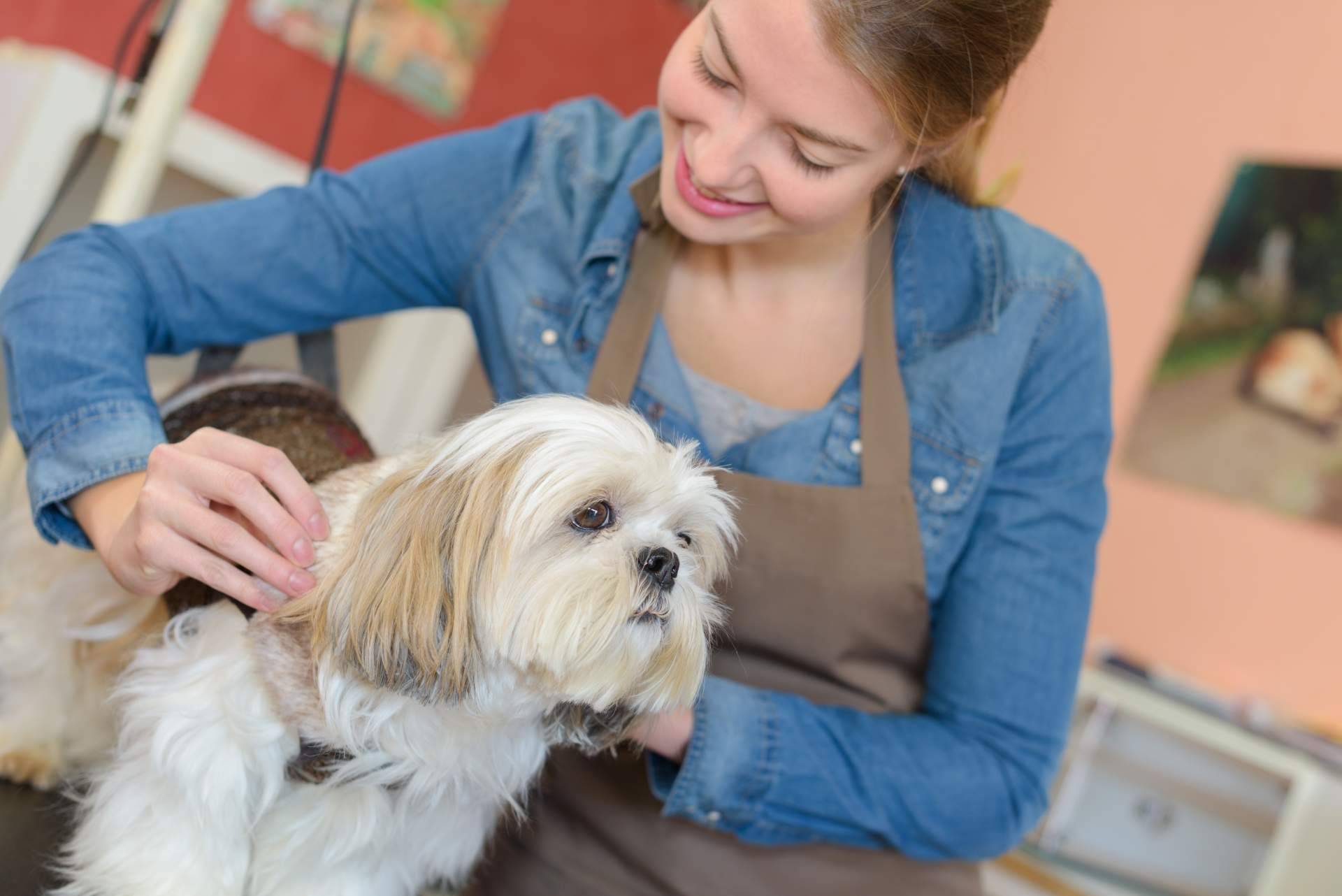 VetFormación y sus cursos auxiliar veterinaria