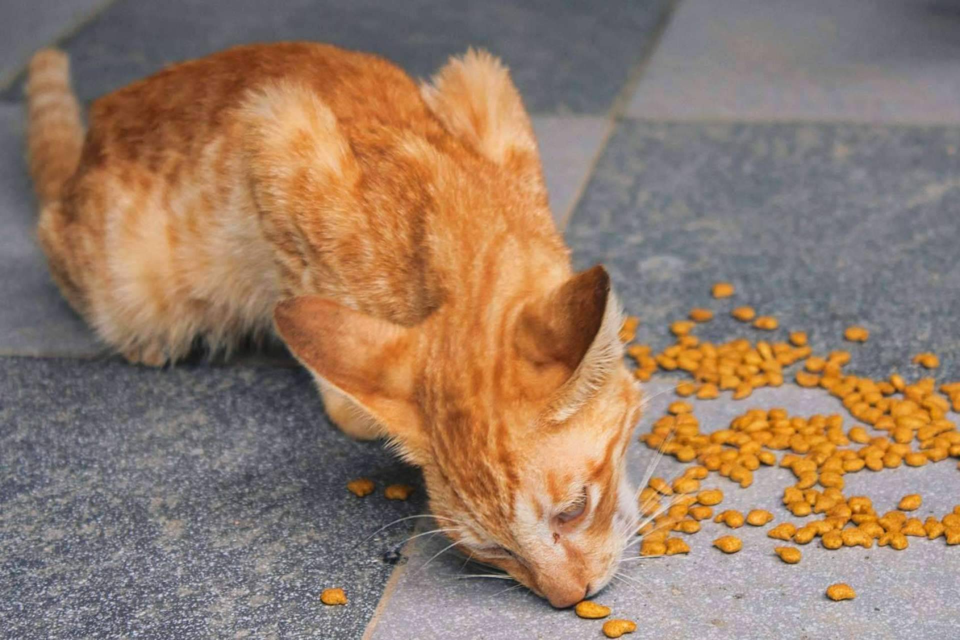 Garantizar una vida saludable paro los animales con piensos para gatos adecuados