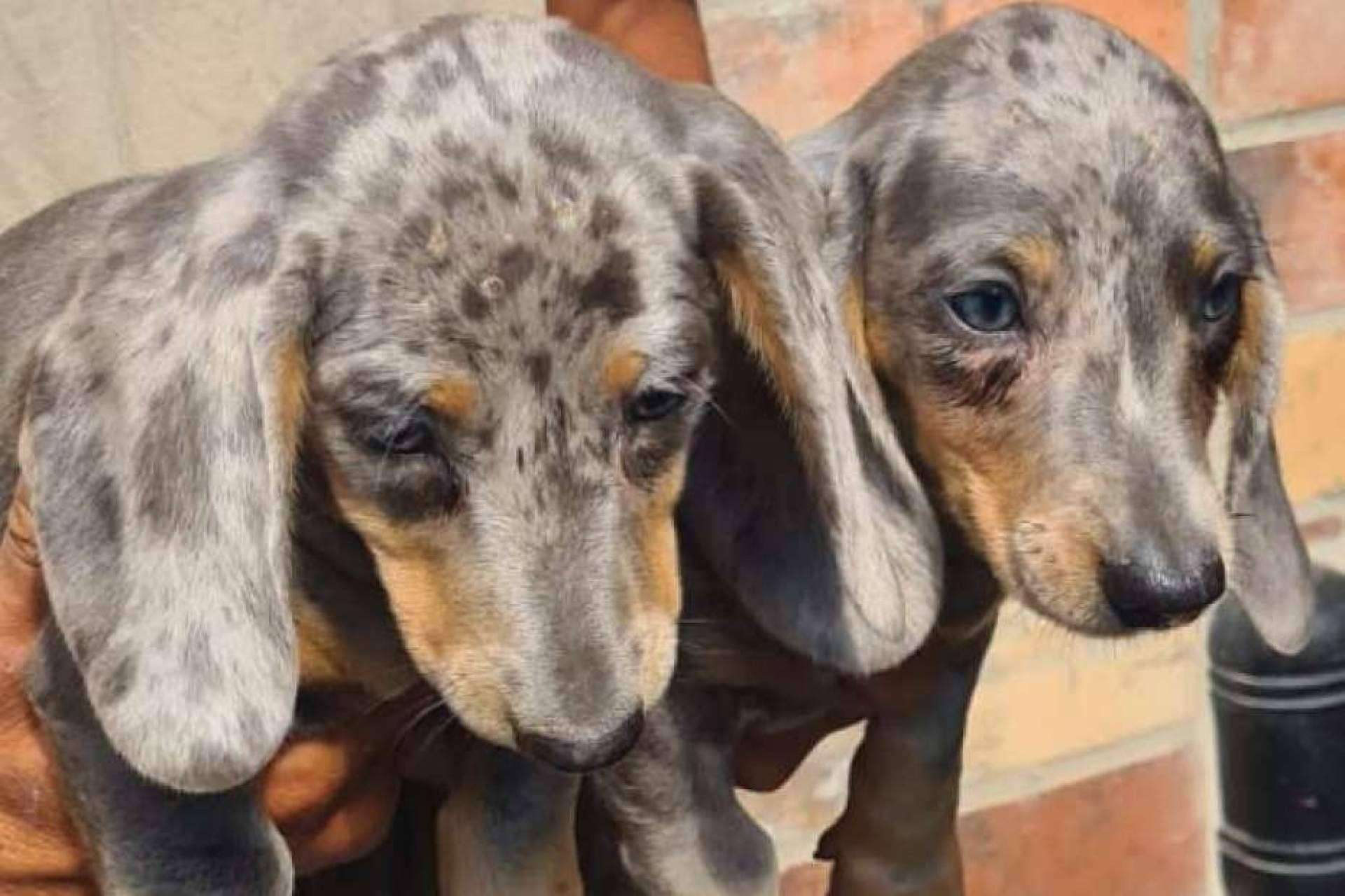 Tienda Cachorro, el lugar donde encontrar cachorros de raza