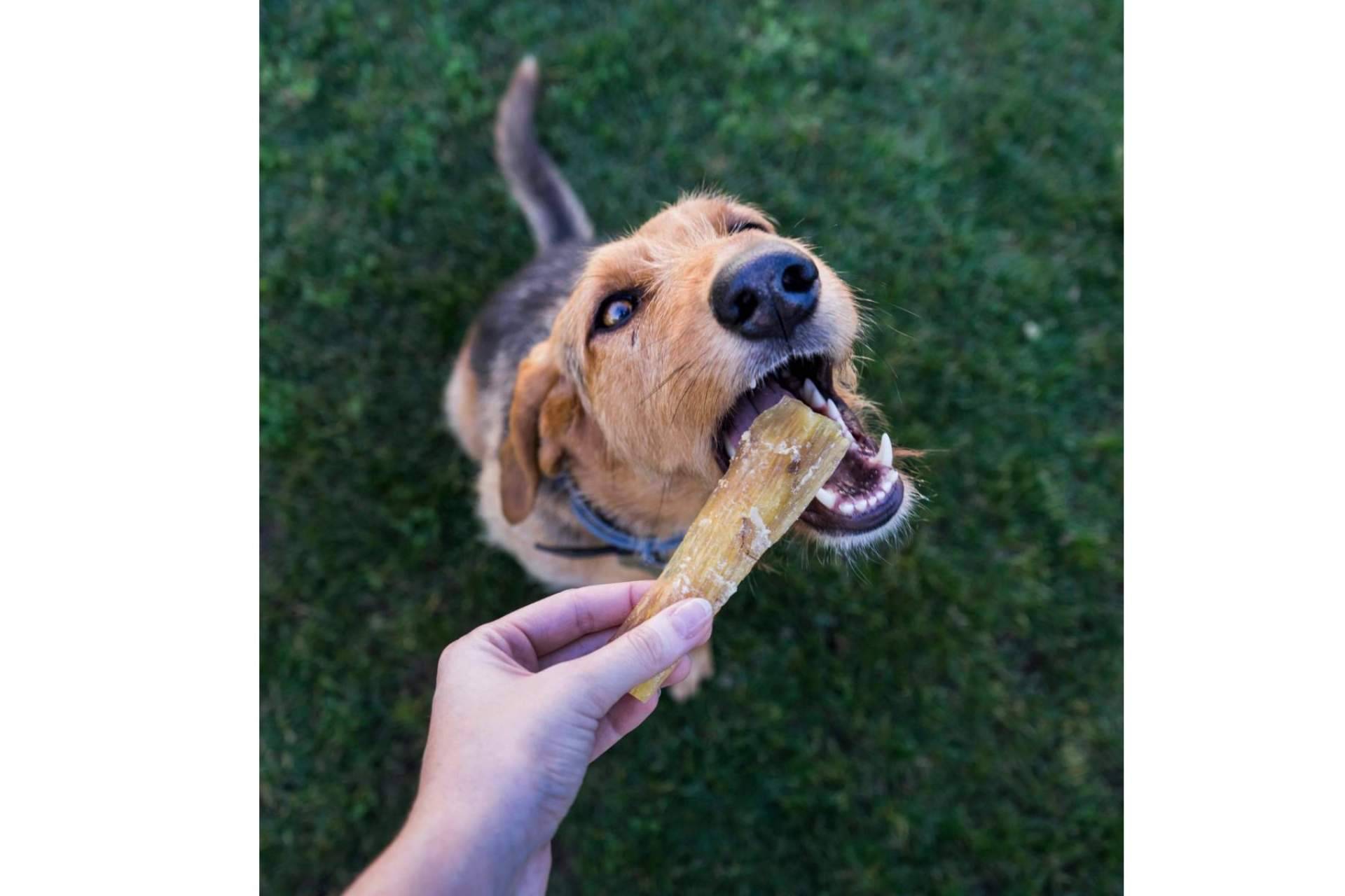 Los snacks y alimentos húmedos para mascotas en Lenda