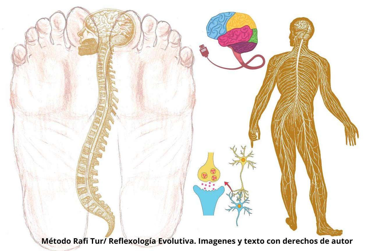 ¿Qué es la reflexología podal evolutiva y cuáles son sus beneficios?, por Rafi Tur