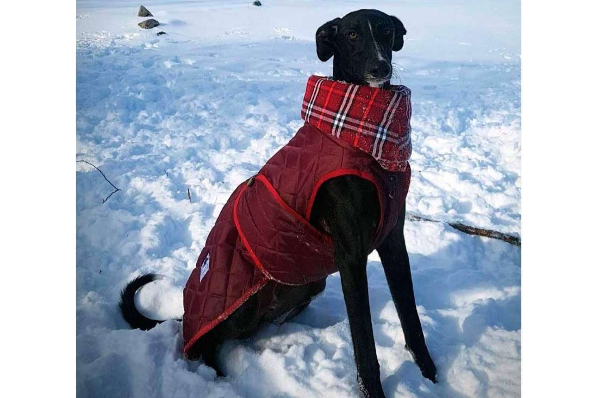Lucas & Lola dispone de un amplio catálogo de ropa para mascotas
